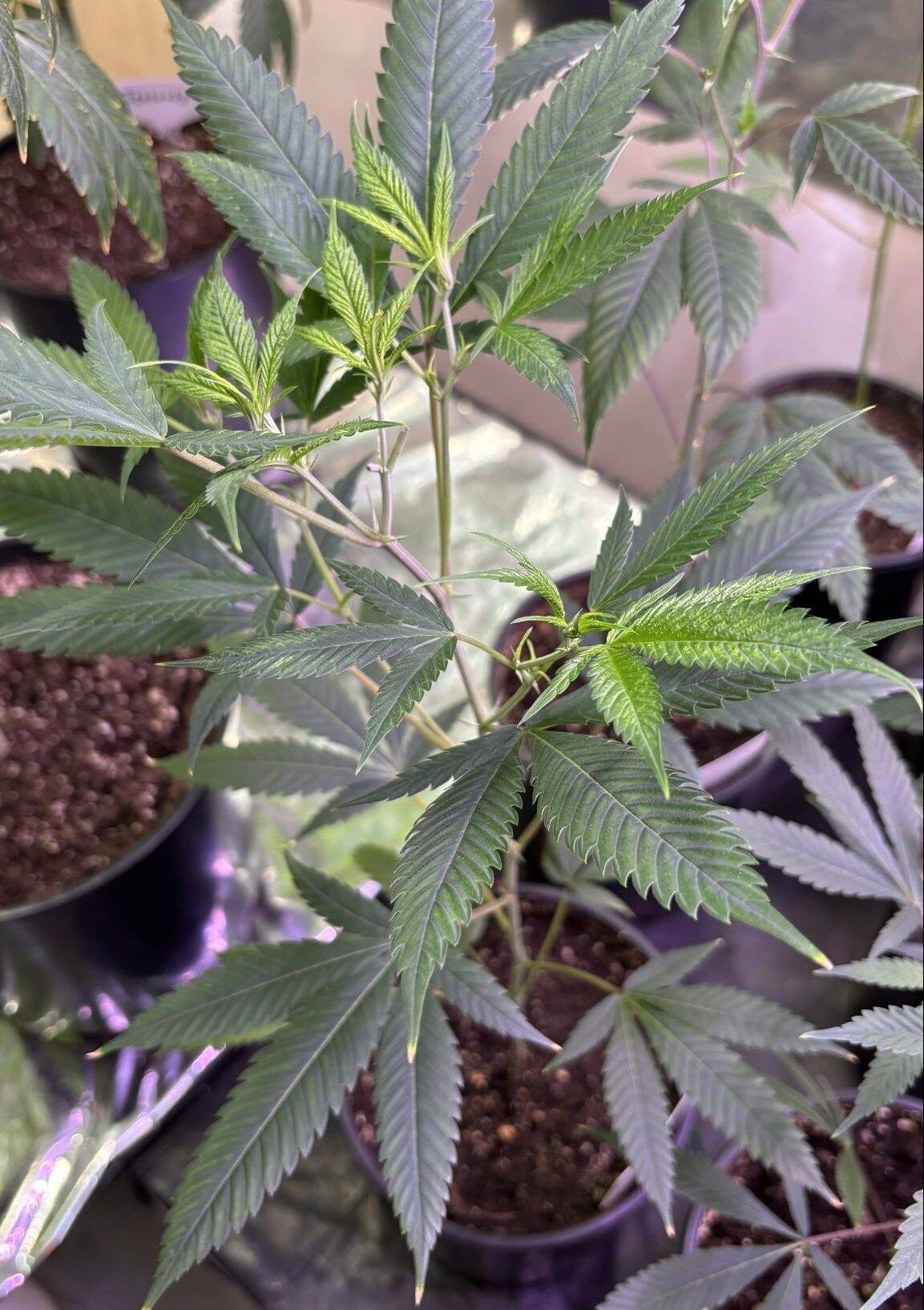 Strawberry Lemon Autoflower Teen | Cannabiz Seed Strawberry Lemon Teen Phase in grow room