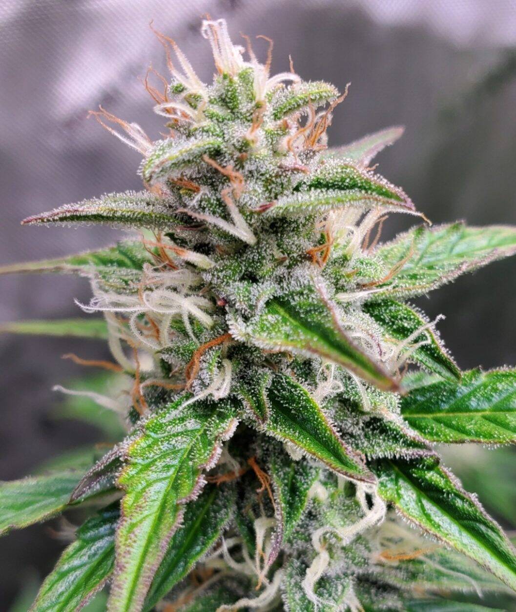 Jack Herer Autoflower Cannabis Plant | Cannabiz Seed Jack Herer Autoflower Cannabis Plant