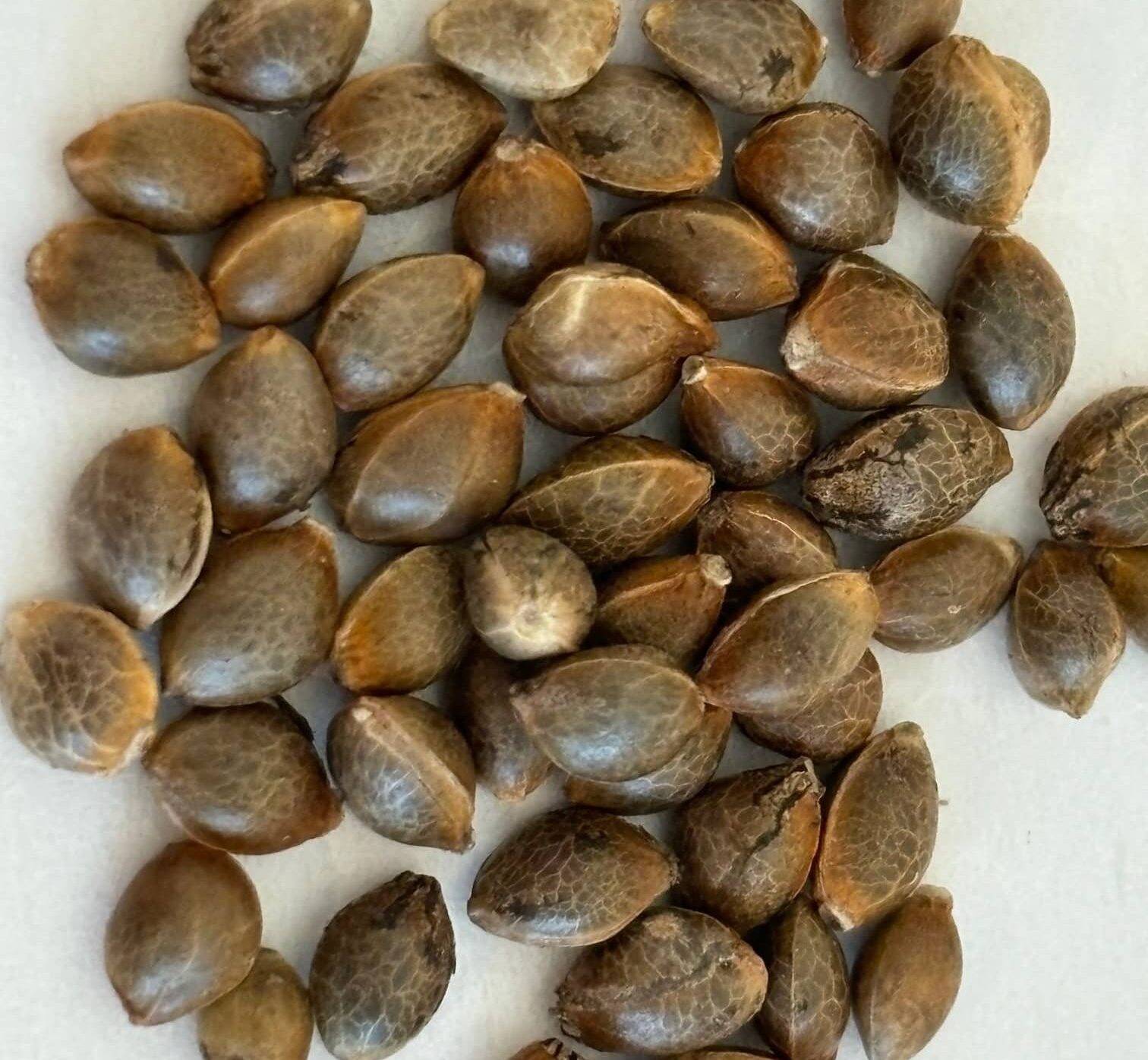 AK Autoflower Image of Seeds | Cannabiz Seed AK Autoflower Image of Seeds