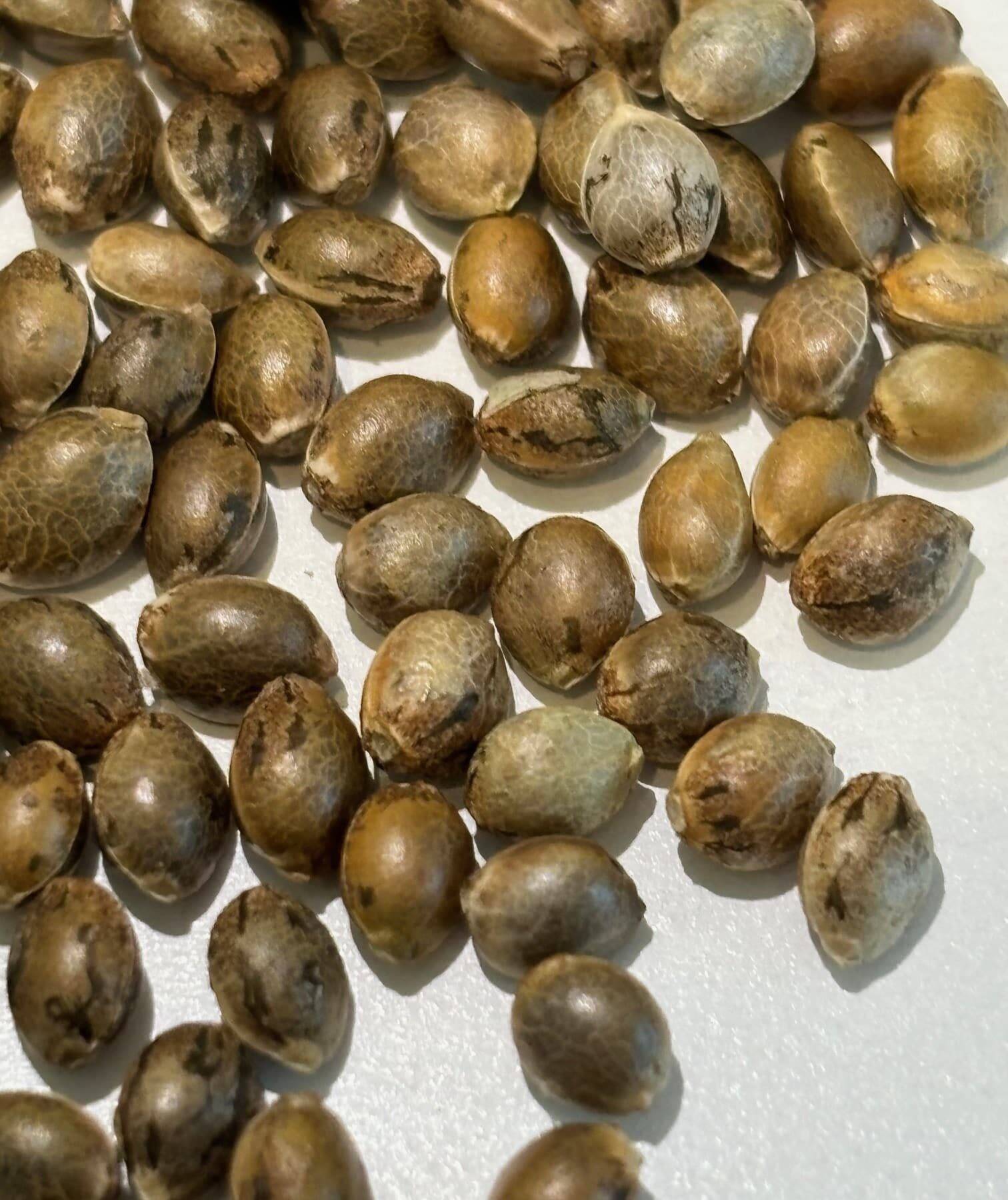 Mimosa Cannabis Seeds | Cannabiz Seed Mimosa Cannabis Seeds