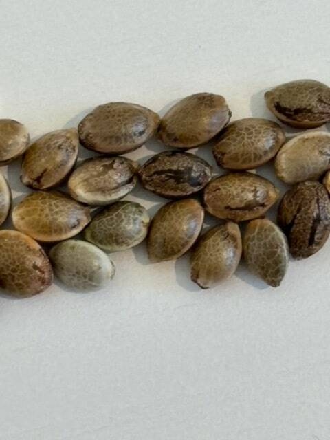 Strawberry Lemon AutoflowerImage of Seeds | Cannabiz Seed Strawberry Lemon AutoflowerImage of Seeds