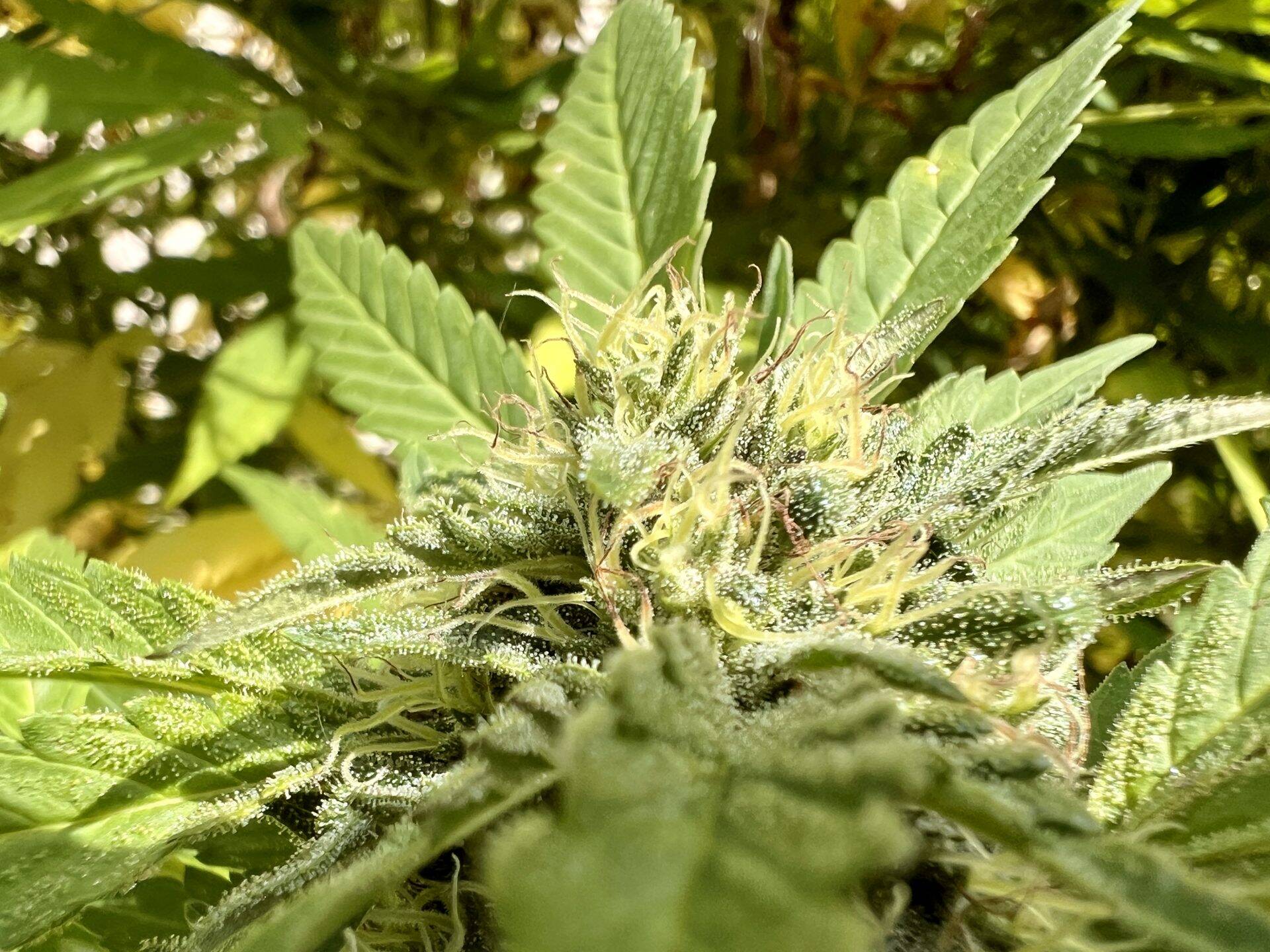 Death Bubba Autoflower Cannabis Plant | Cannabiz Seed Death Bubba Autoflower Cannabis Plant