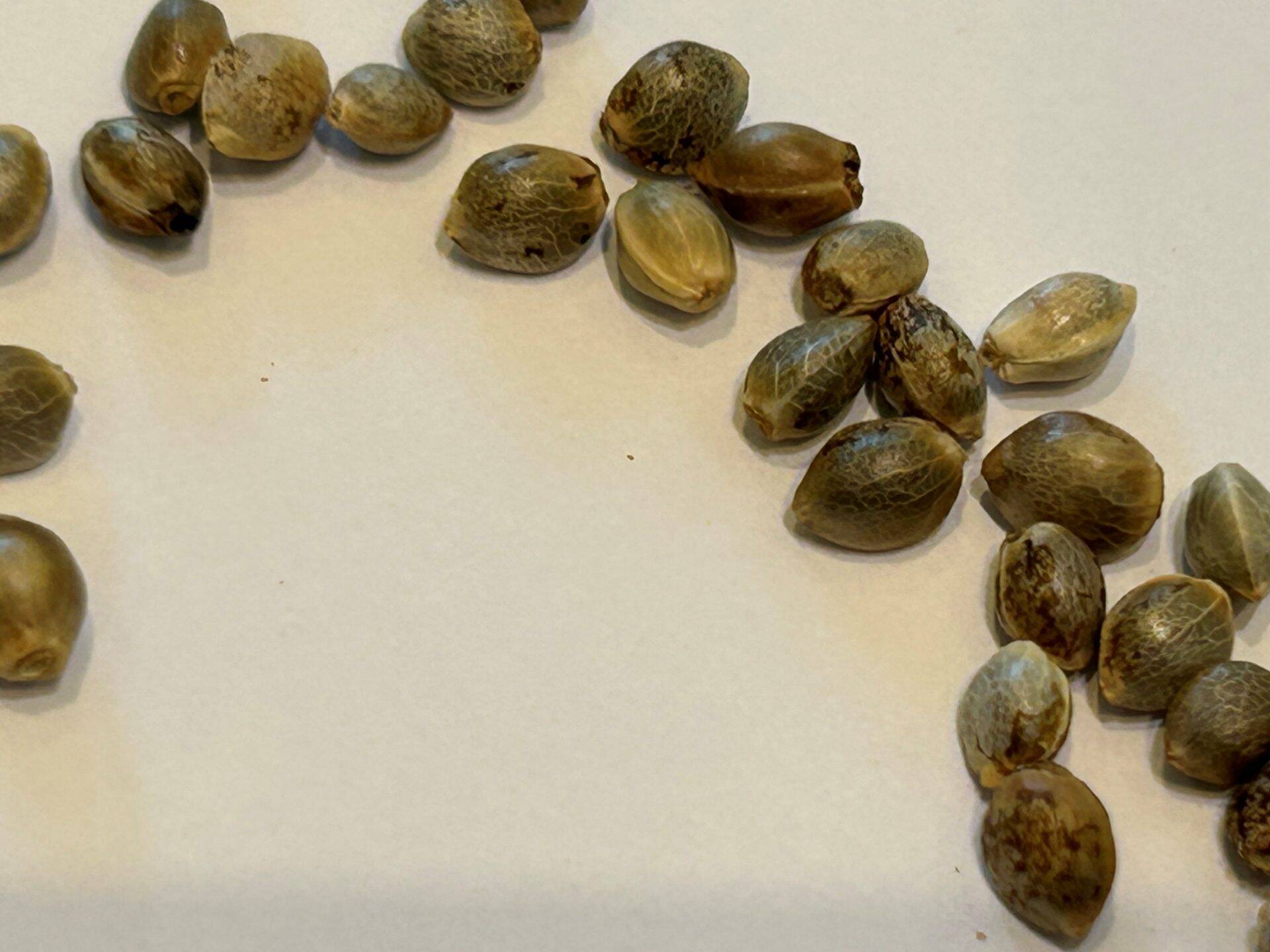 Lemon Daddy Autoflower Cannabis Seeds | Cannabiz Seed Lemon Daddy Autoflower Cannabis Seeds