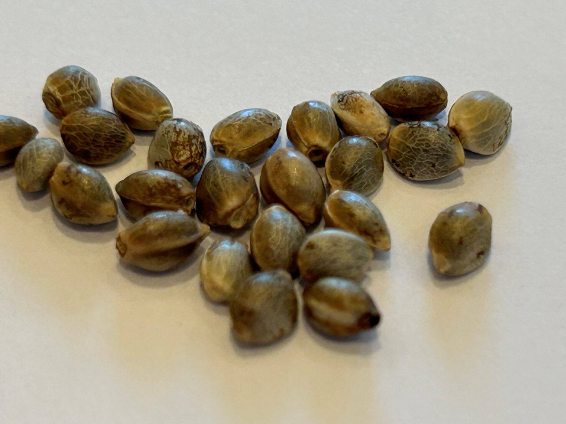 Lemon Skunk Autoflower Cannabis Seeds | Cannabiz Seed Lemon Skunk Autoflower Cannabis Seeds