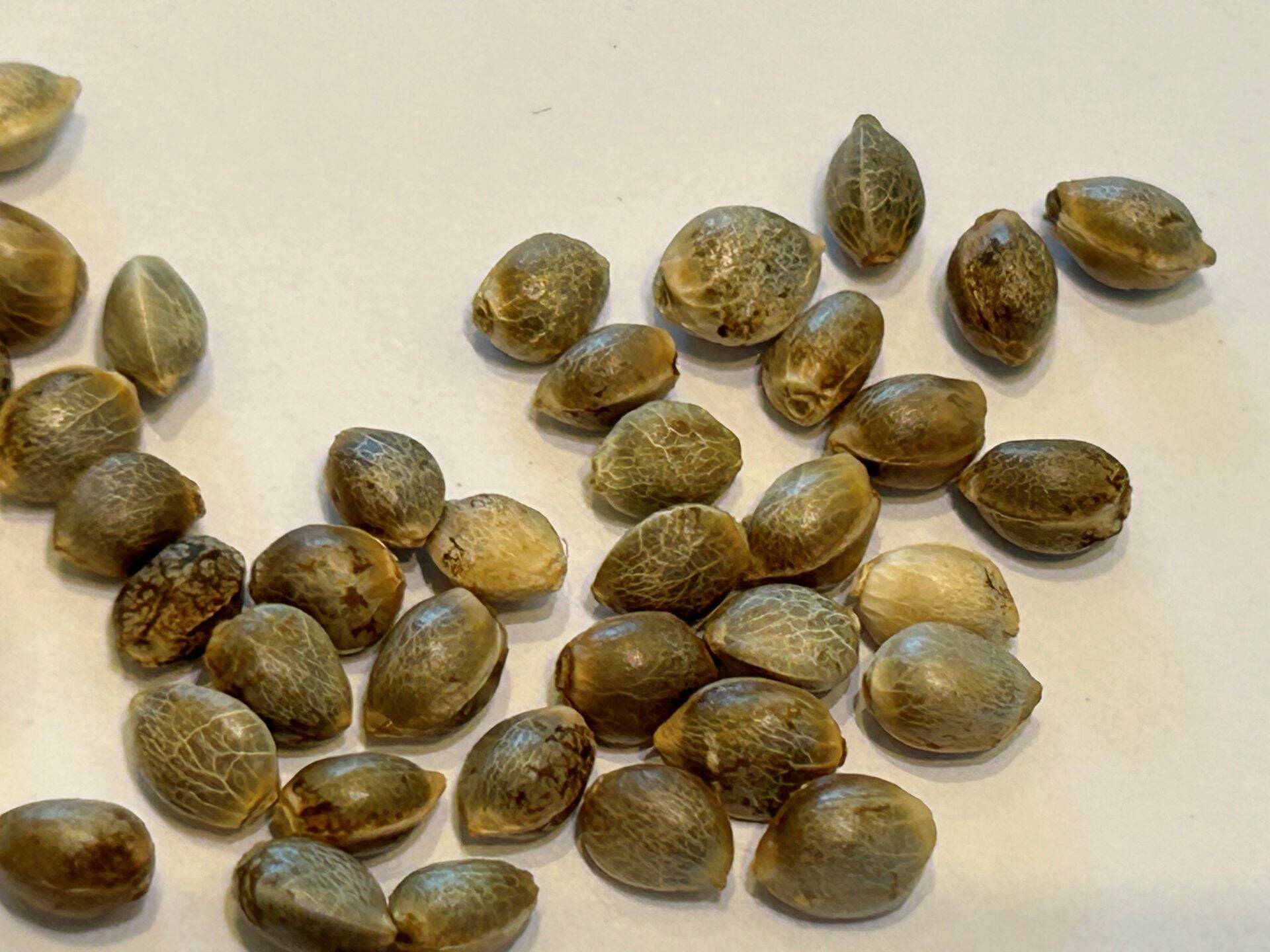 Blue Cheese Autoflower Cannabis Seeds | Cannabiz Seed Blue Cheese Autoflower Cannabis Seeds