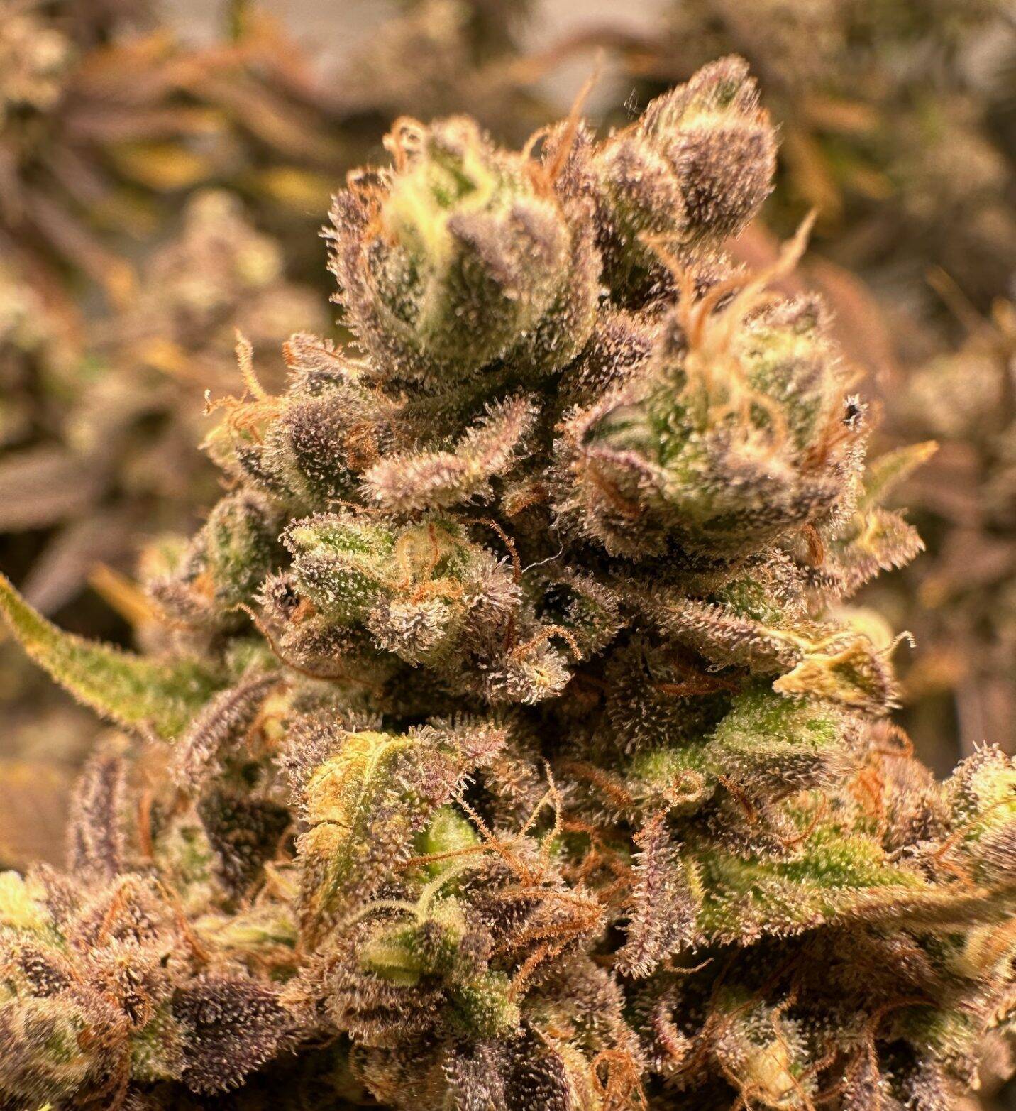 Godberry Autoflower Cannabis Plant | Cannabiz Seed Godberry Autoflower Cannabis Plant