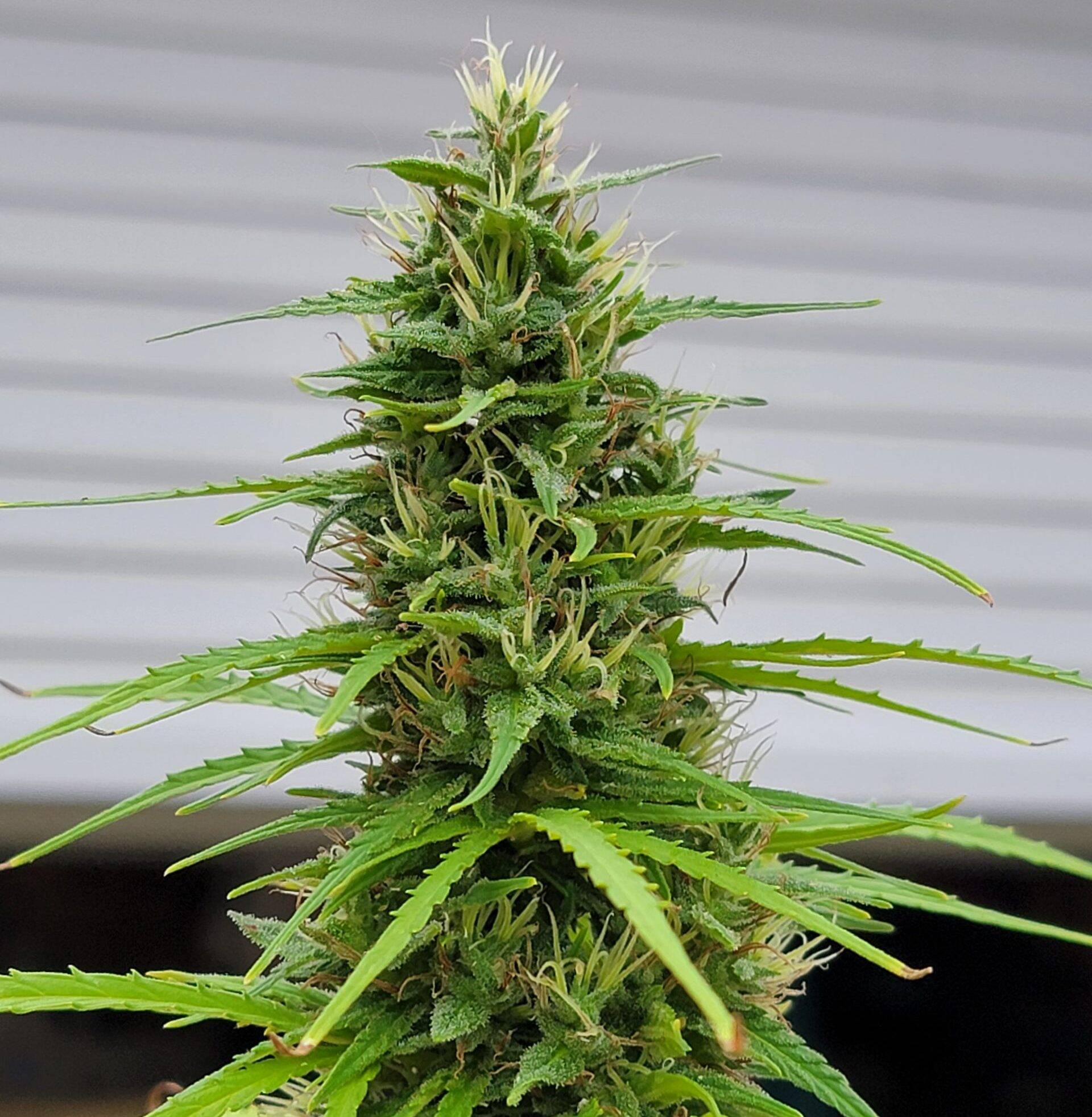 Gorilla Glue Autoflower Cannabis Plant | Cannabiz Seed Gorilla Glue Autoflower Cannabis Plant