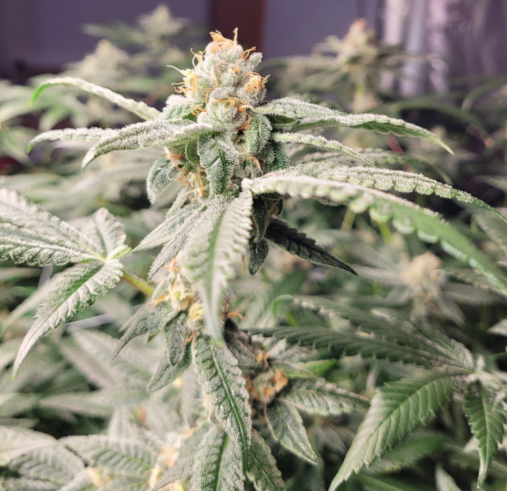 LA Confidential Feminized Cannabis Plant | Cannabiz Seed LA Confidential Feminized Cannabis Plant