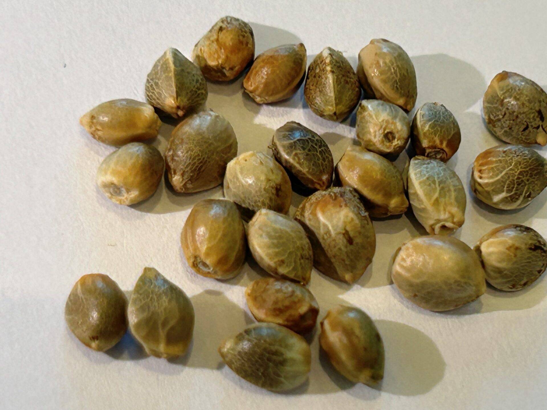 Northern Lights Autoflower Cannabis Seeds | Cannabiz Seed Northern Lights Autoflower Cannabis Seeds