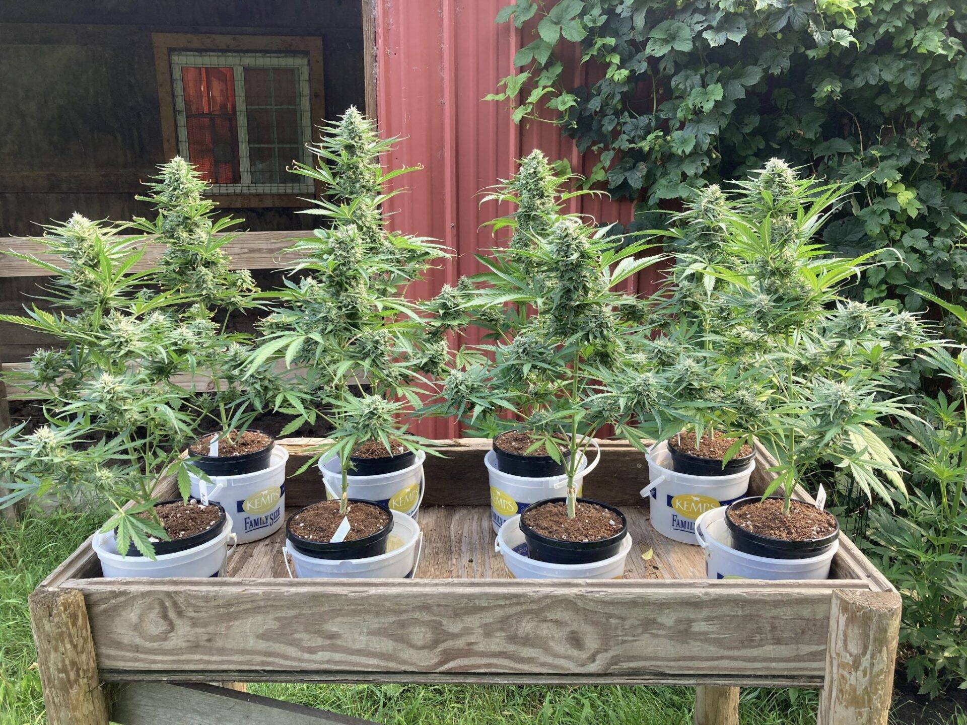 Northern Lights Autoflower Early Stages | Cannabiz Seed Northern Lights - automatycznie kwitnąca odmiana wczesna