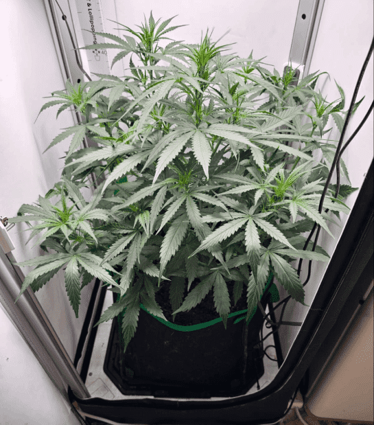 Amnesia-Haze-Autoflower-Beginning-Growing-Stage.jpg-e1736186428606 | Cannabiz Seed Amnesia Haze Autoflower Beginning Growing Stage
