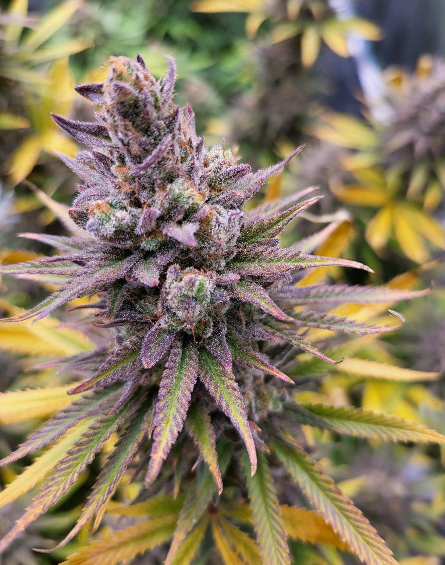 Blue Dream Feminized Cannabis | Cannabiz Seed Blue Dream Feminized Cannabis Indoor Setting Image