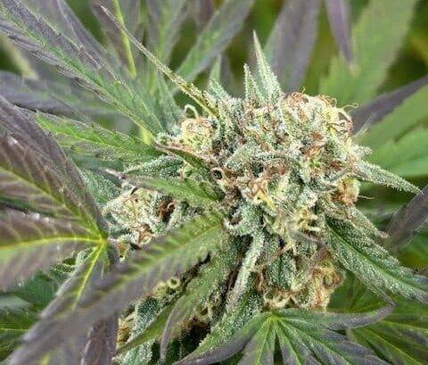 Fruity Pebbles Feminized Cannabis Plant | Cannabiz Seed Fruity Pebbles Feminiseret cannabisplante