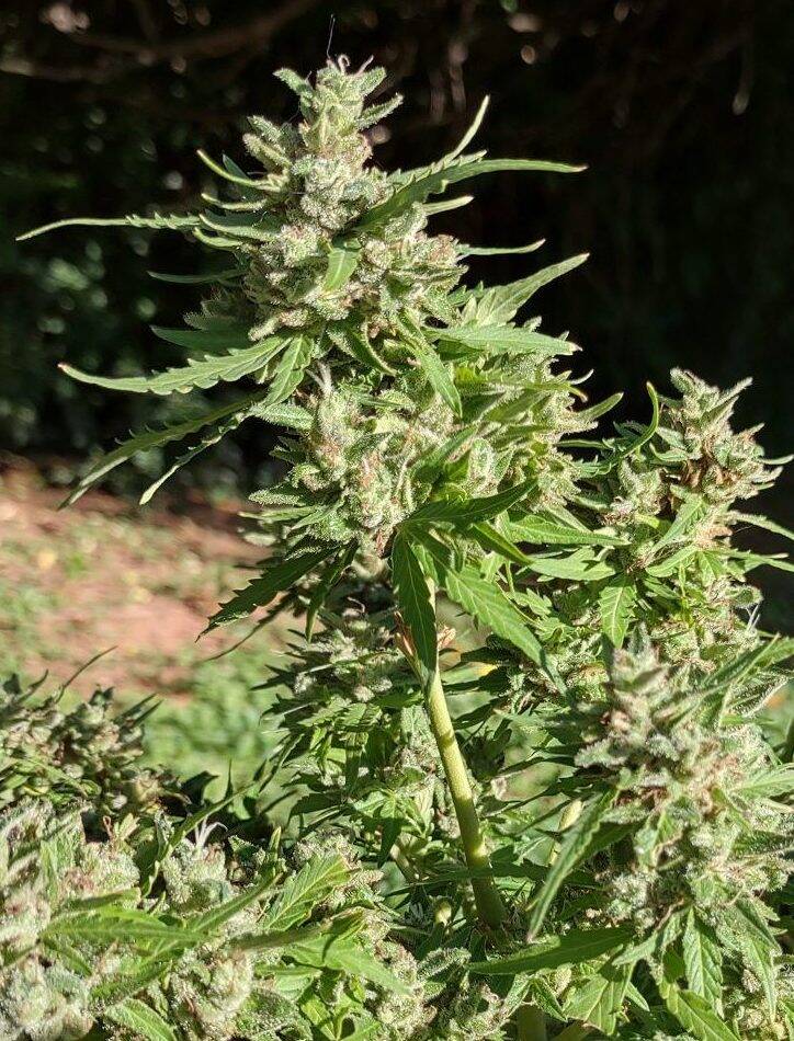 Super Silver Haze Autoflower Cannabis Plant | Cannabiz Seed Planta de cannabis autofloreciente Super Silver Haze