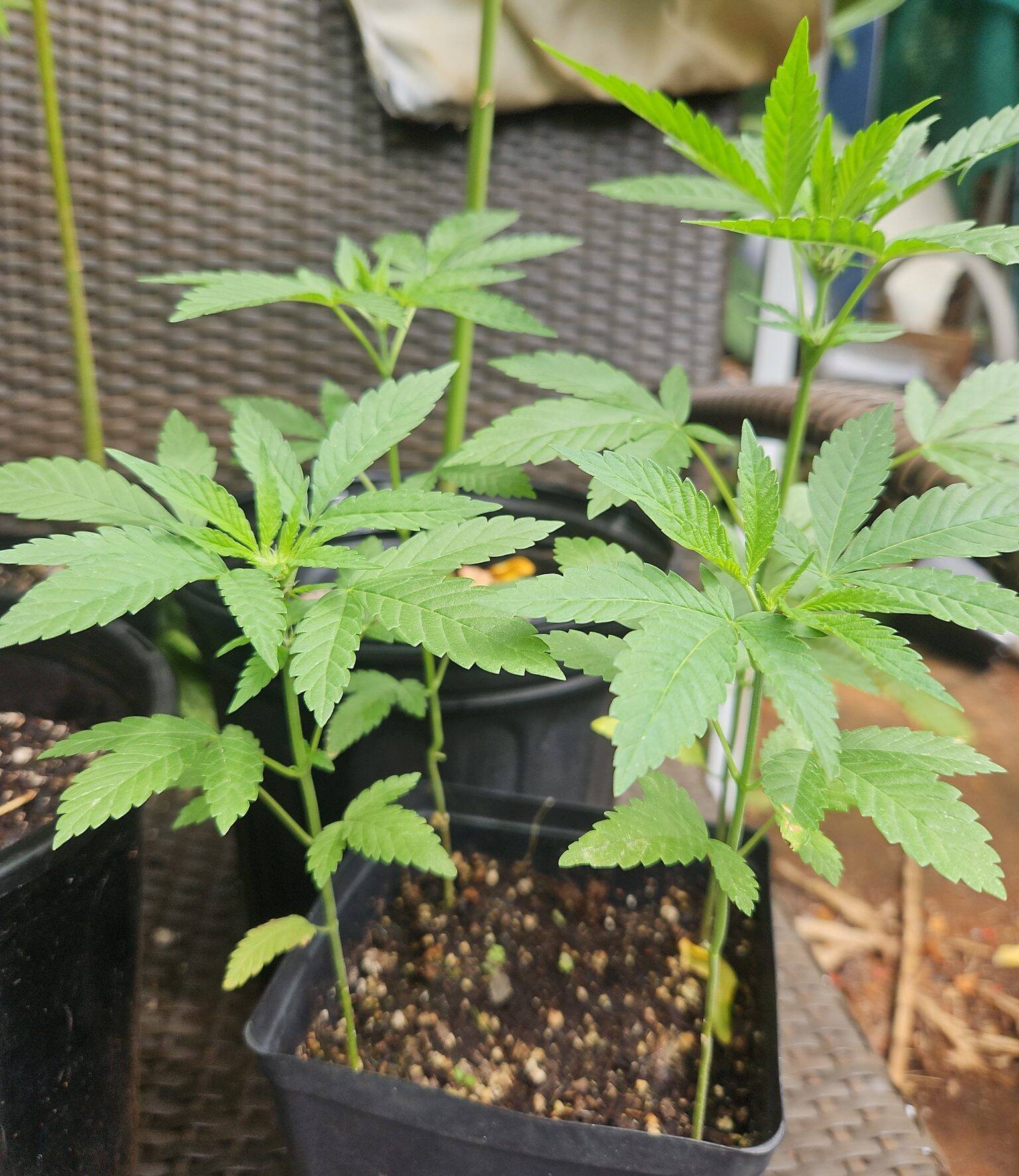 Ringo's Gift CBD Beginning Stages | Cannabiz Seed Ringo's Gift CBD Beginning Stages
