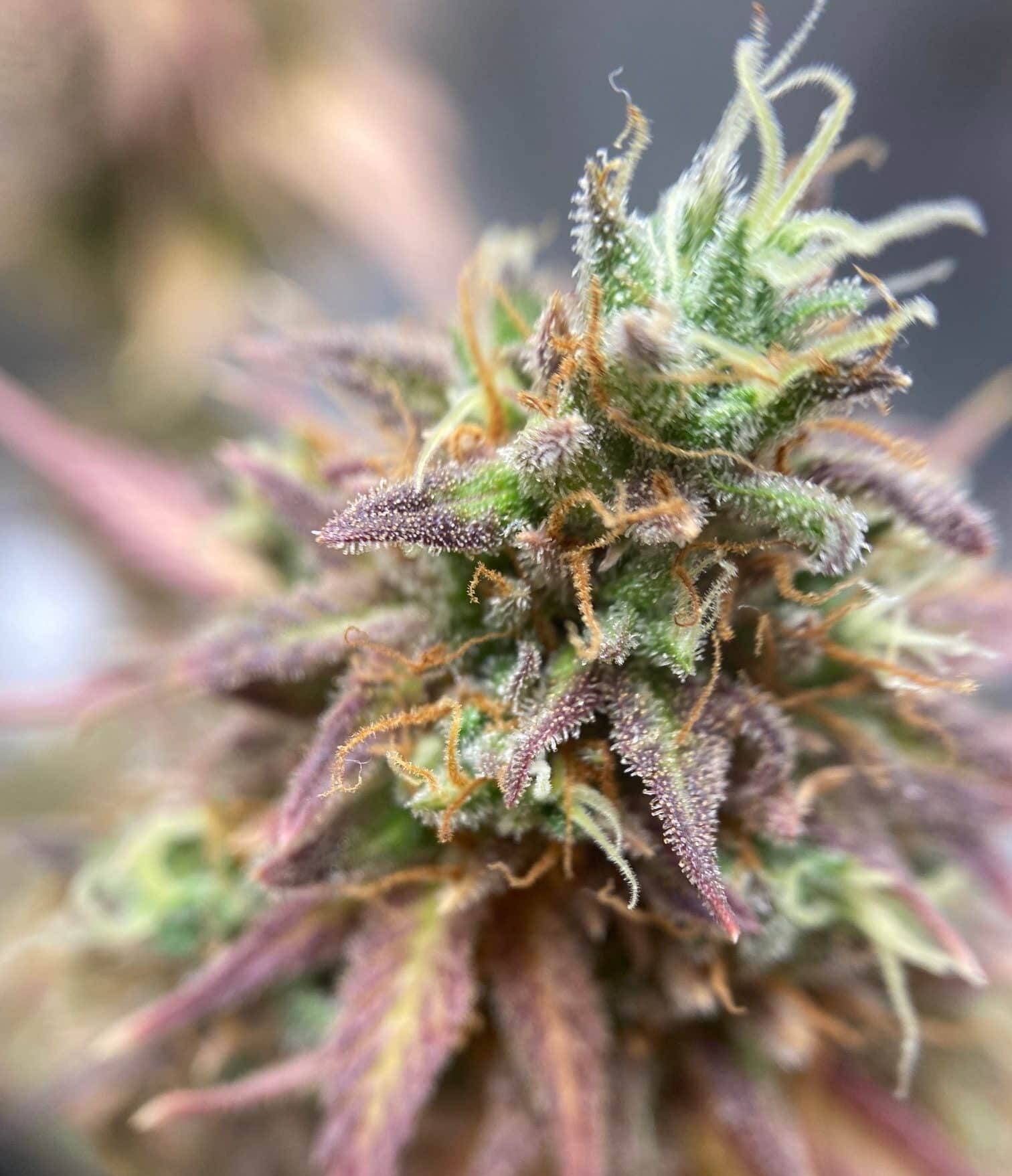 Pink Cadillac Cannabis Plant | Cannabiz Seed Pink Cadillac Cannabis Plant