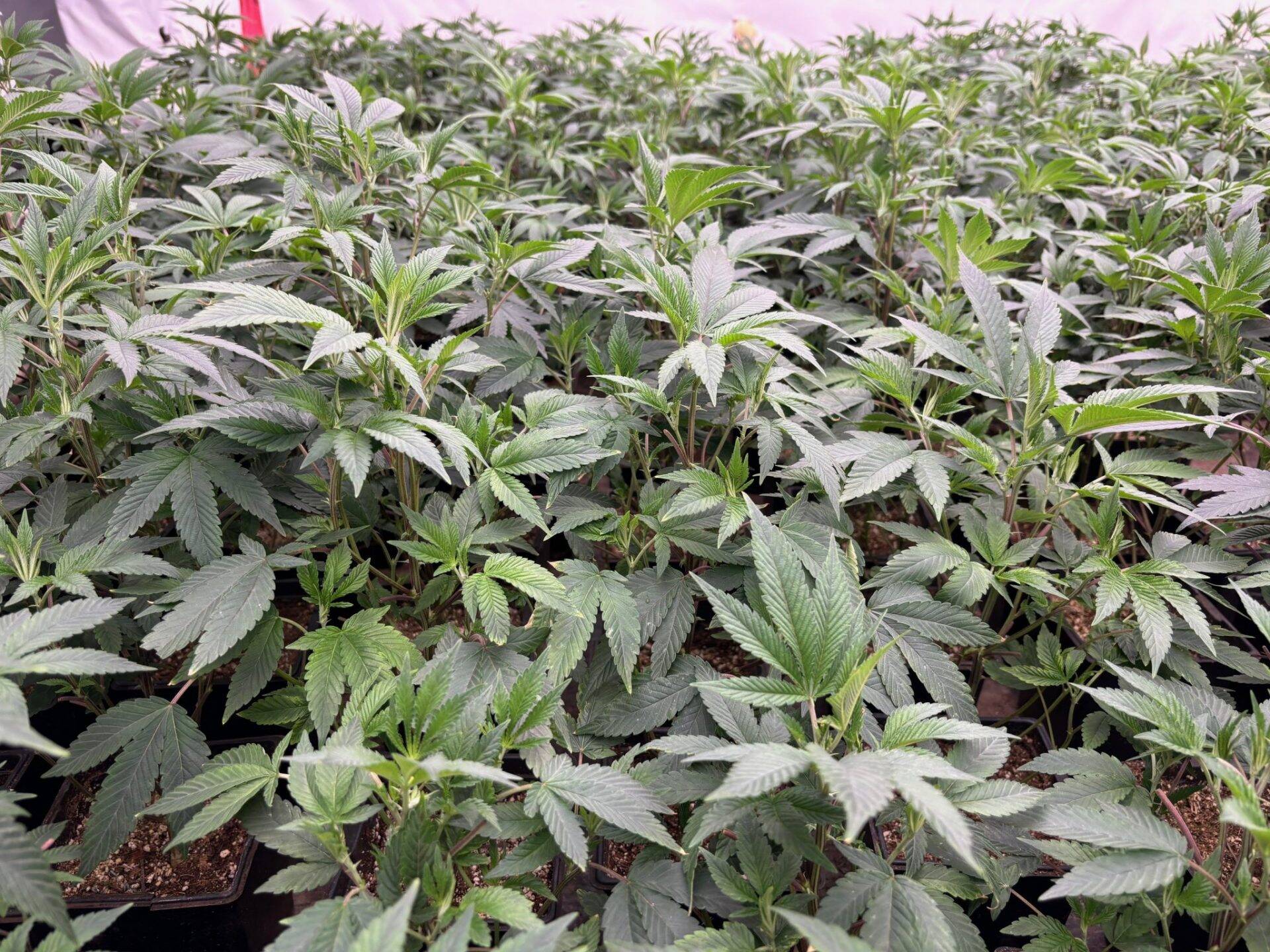Apple Tartz Feminized Teen | Cannabiz Seed Apple Tartz Teen Phase in a Grow Room