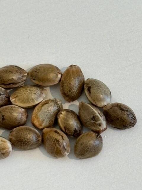 Red Congolese Autoflower Cannabis Seeds | Cannabiz Seed Red Congolese Autoflower Cannabis Seeds