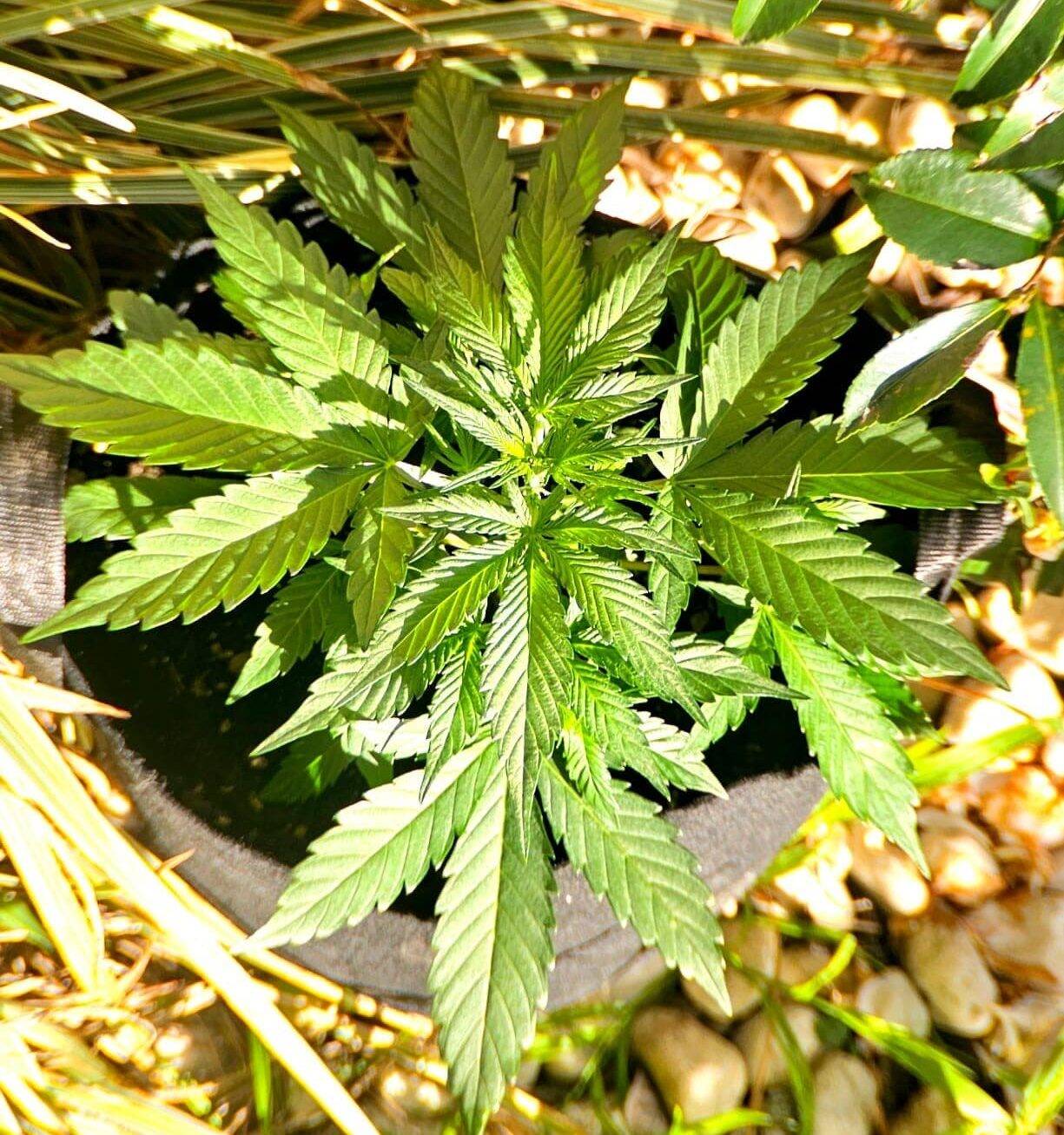 Fruity Pebbles Cannabis Plant | Cannabiz Seed Fruity Pebbles Cannabis-plante