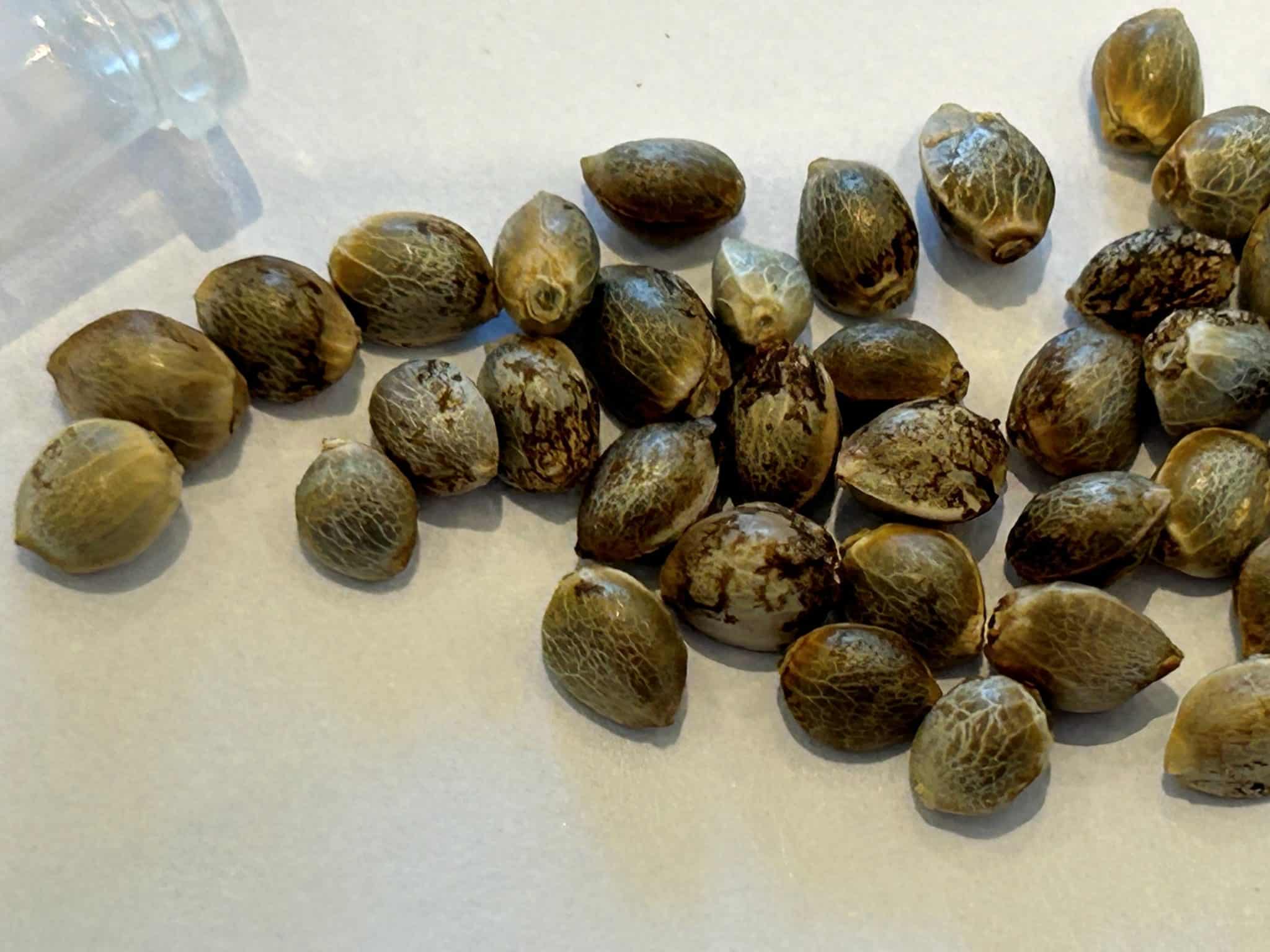 Fruity Pebbles Feminized Cannabis Seeds | Cannabiz Seed Fruity Pebbles Feminiserede cannabisfrø