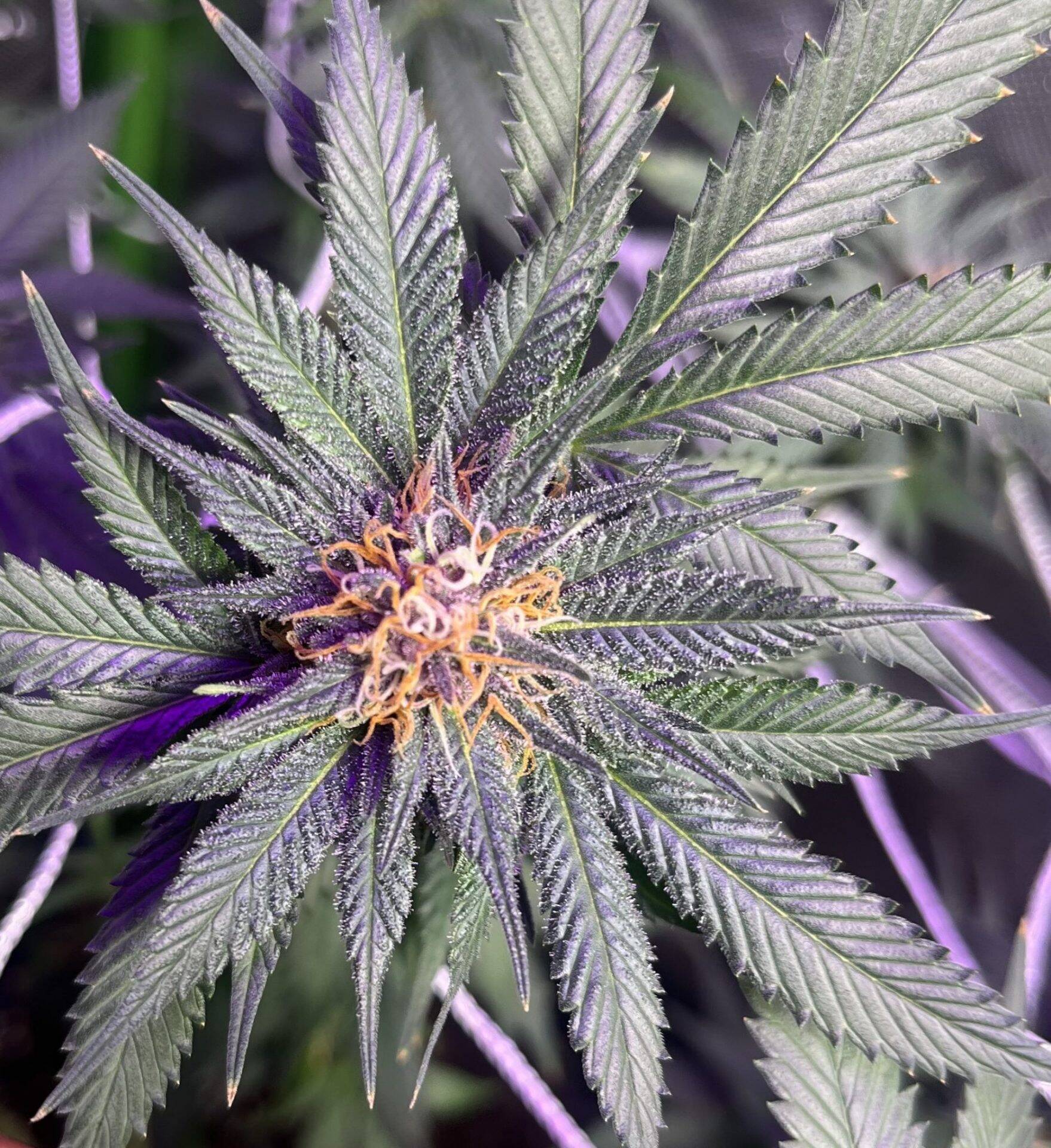Black Truffle Cannabis Plant | Cannabiz Seed Black Truffle Cannabis Plant