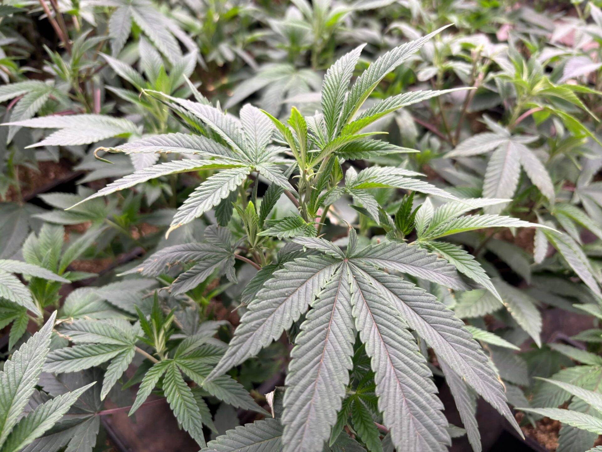 Black Truffle Feminized Teen | Cannabiz Seed Black Truffle Teen Phase in a Grow Room