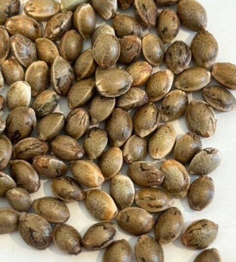 Black Truffle Image of Seeds | Cannabiz Seed Black Truffle Image of Seeds