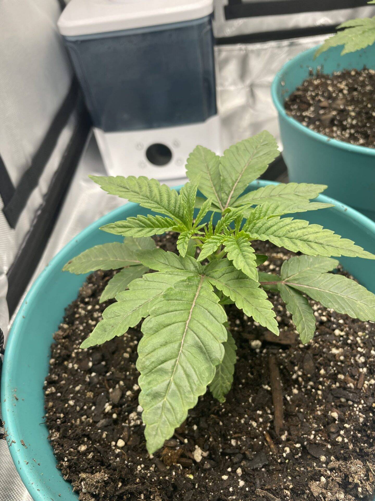 Black African Magic Teen | Cannabiz Seed Black African Magic Teen Phase in Indoor Growing