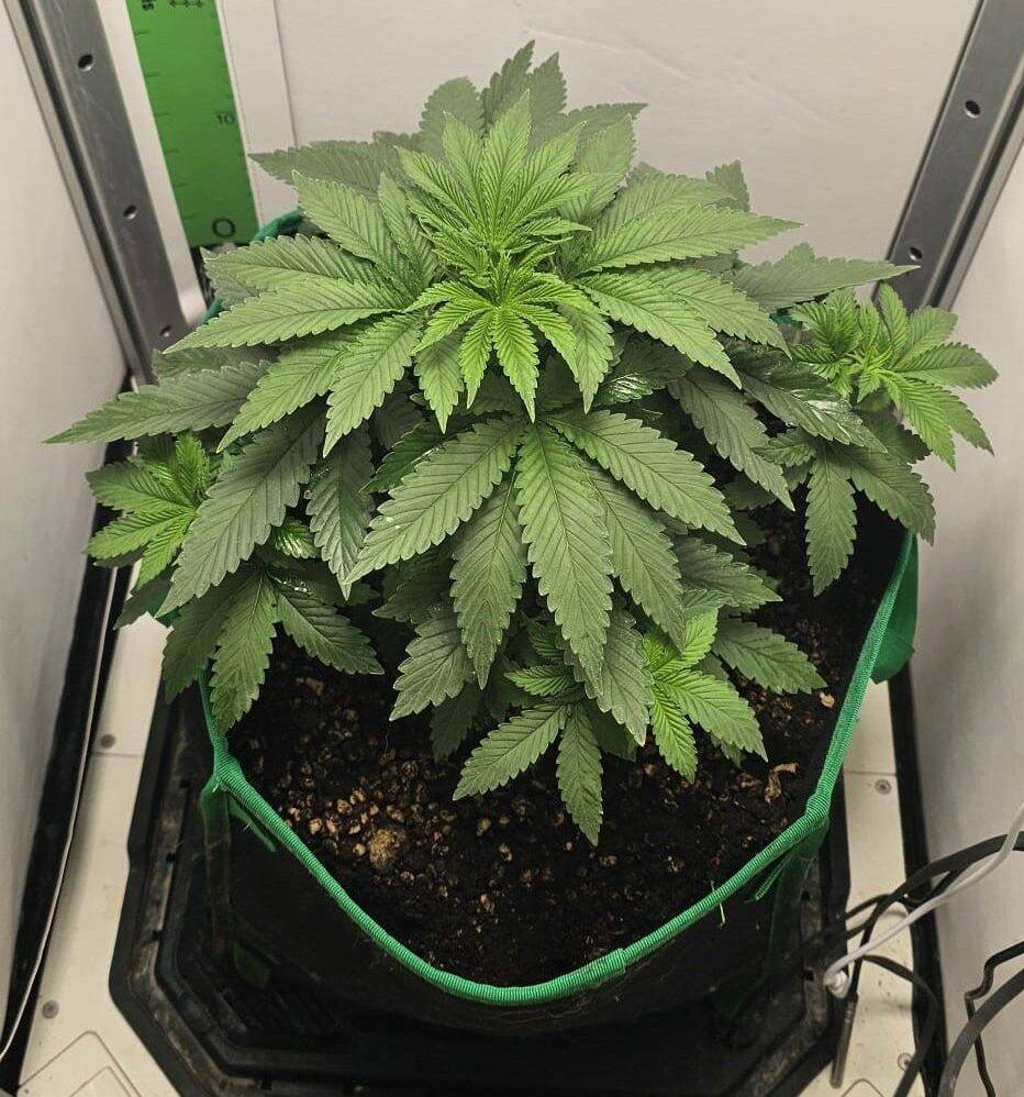 White Widow Feminized Beginning Stages | Cannabiz Seed White Widow Feminized Beginning Stages