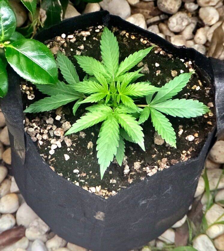 God Bud Regular Beginning Stages | Cannabiz Seed God Bud Regular Beginning Stages
