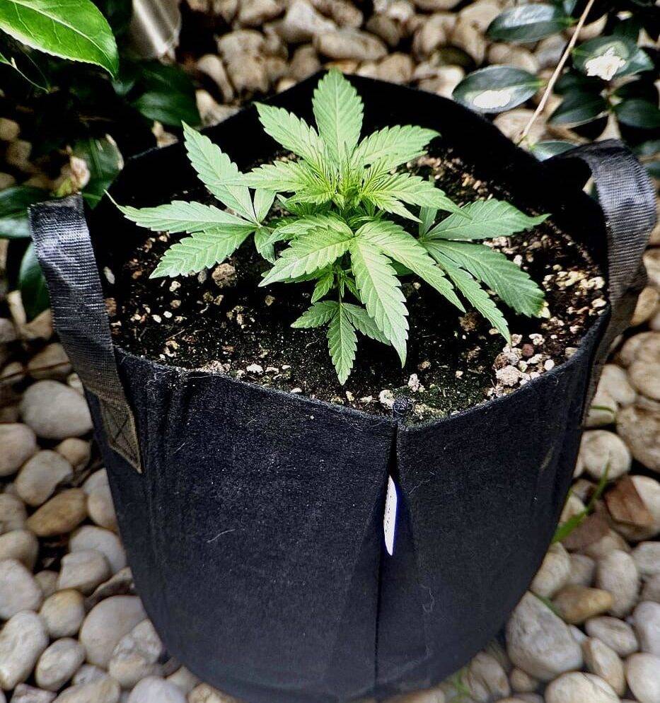 Holy Moly Feminized Plant Beginning Stages | Cannabiz Seed Holy Moly Feminized Plant Beginning Stages