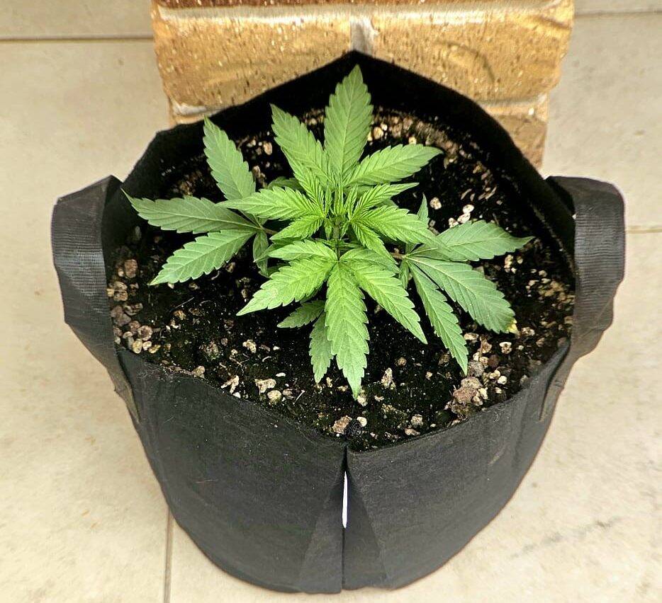 Lemon Tree Beginning Stages | Cannabiz Seed Lemon Tree Beginning Stages