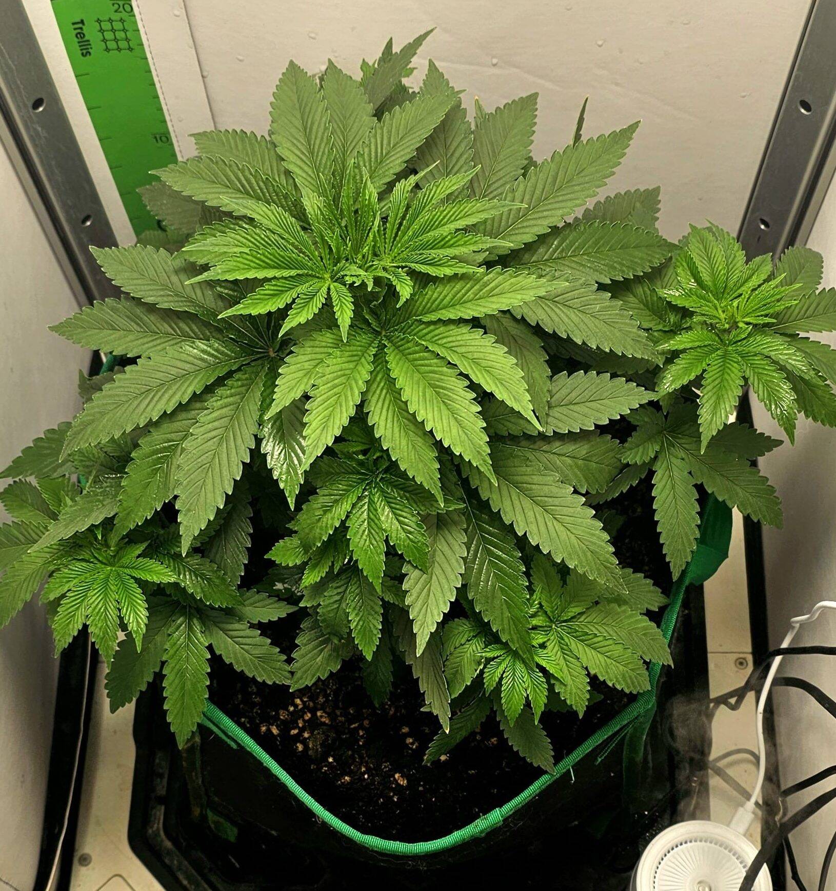 Maui Wowie Autoflower Beginning Stages | Cannabiz Seed Maui Wowie Autoflower Beginning Stages