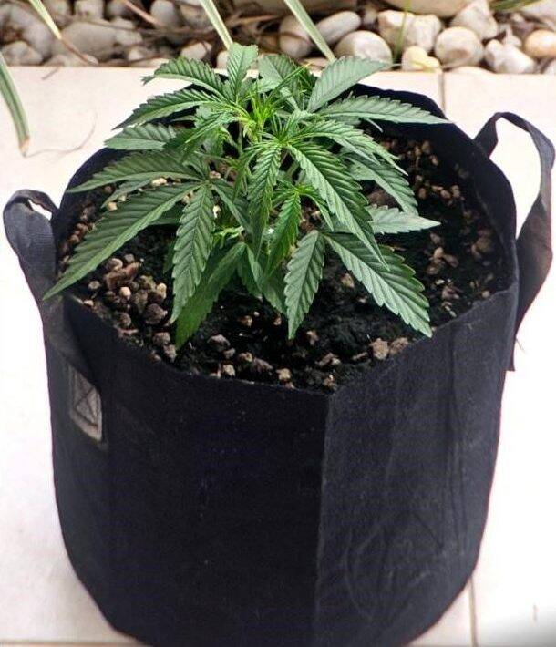 Vietnamese Black Beginning Stages | Cannabiz Seed Vietnamese Black Beginning Stages