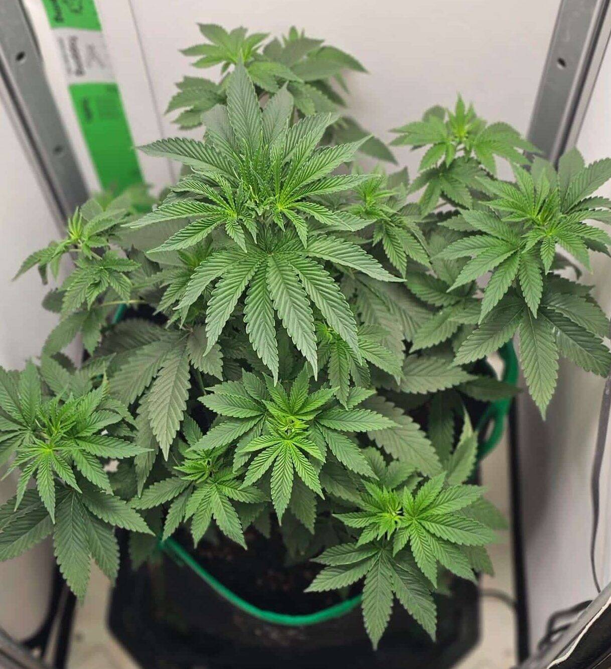 Chiquita Banana Feminized Early Growth Stage | Cannabiz Seed Chiquita Banana Feminized Early Growth Stage