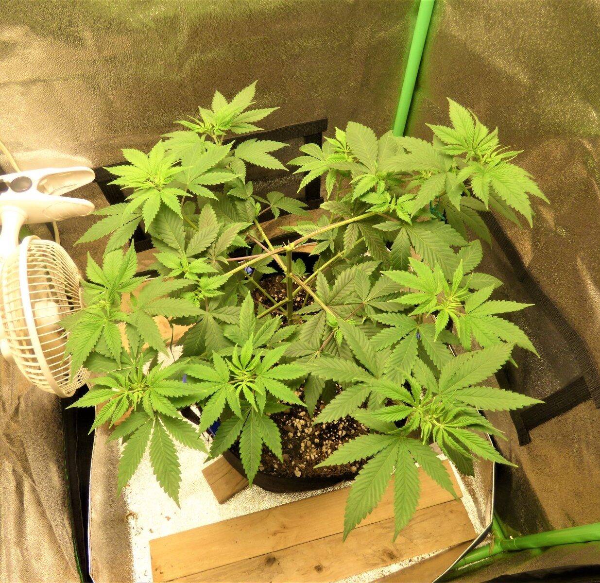 Harle-Tsu CBD Beginning Stages | Cannabiz Seed Harle-Tsu CBD Beginning Stages