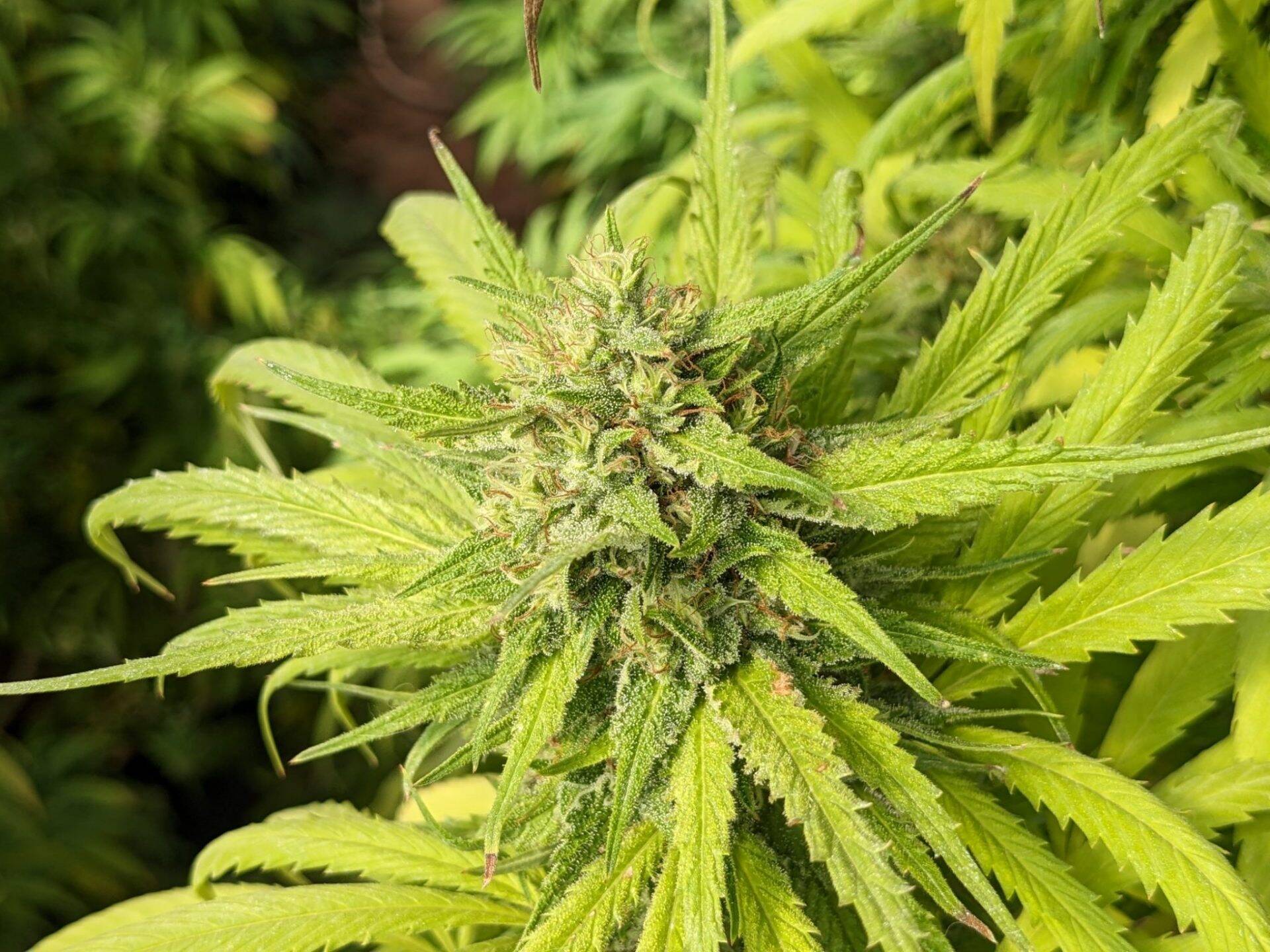 Ringo's Gift CBD Cannabis Plant | Cannabiz Seed Ringo's Gift CBD Cannabis Plant