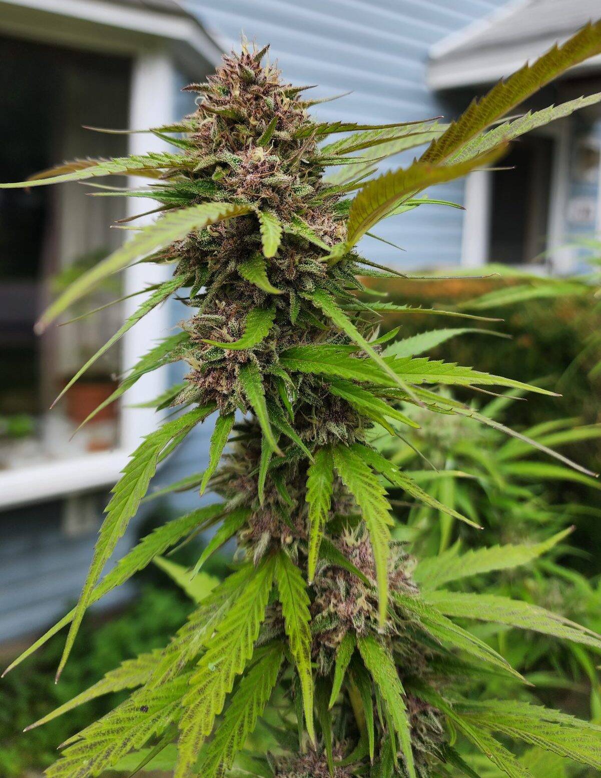 Purple Ghost Candy Feminized | Cannabiz Seed Purple Ghost Candy Feminized Image in Outdoor Setting