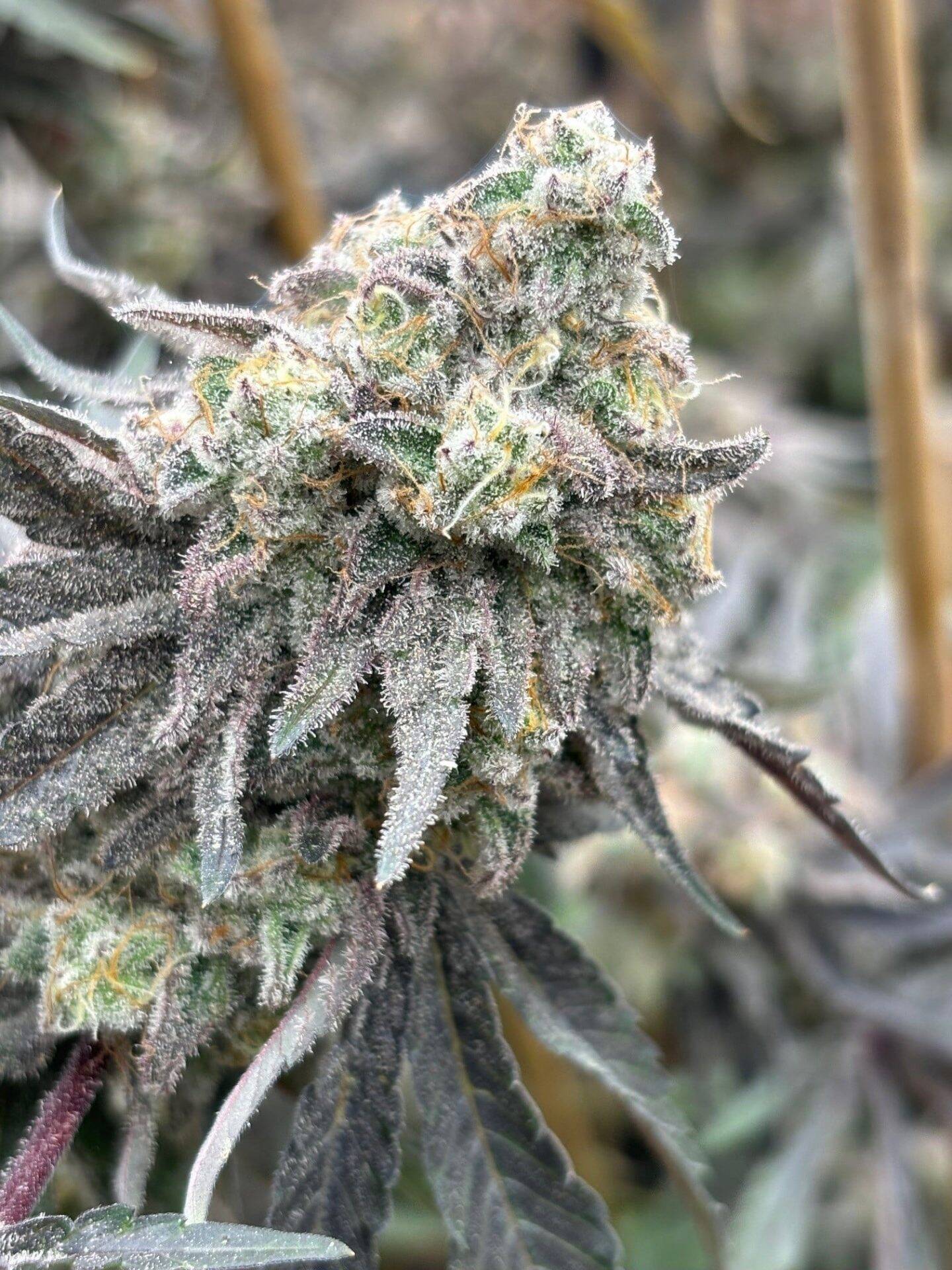 Mac 1 Feminized Cannabis Plant | Cannabiz Seed Mac 1 Feminized Cannabis Plant