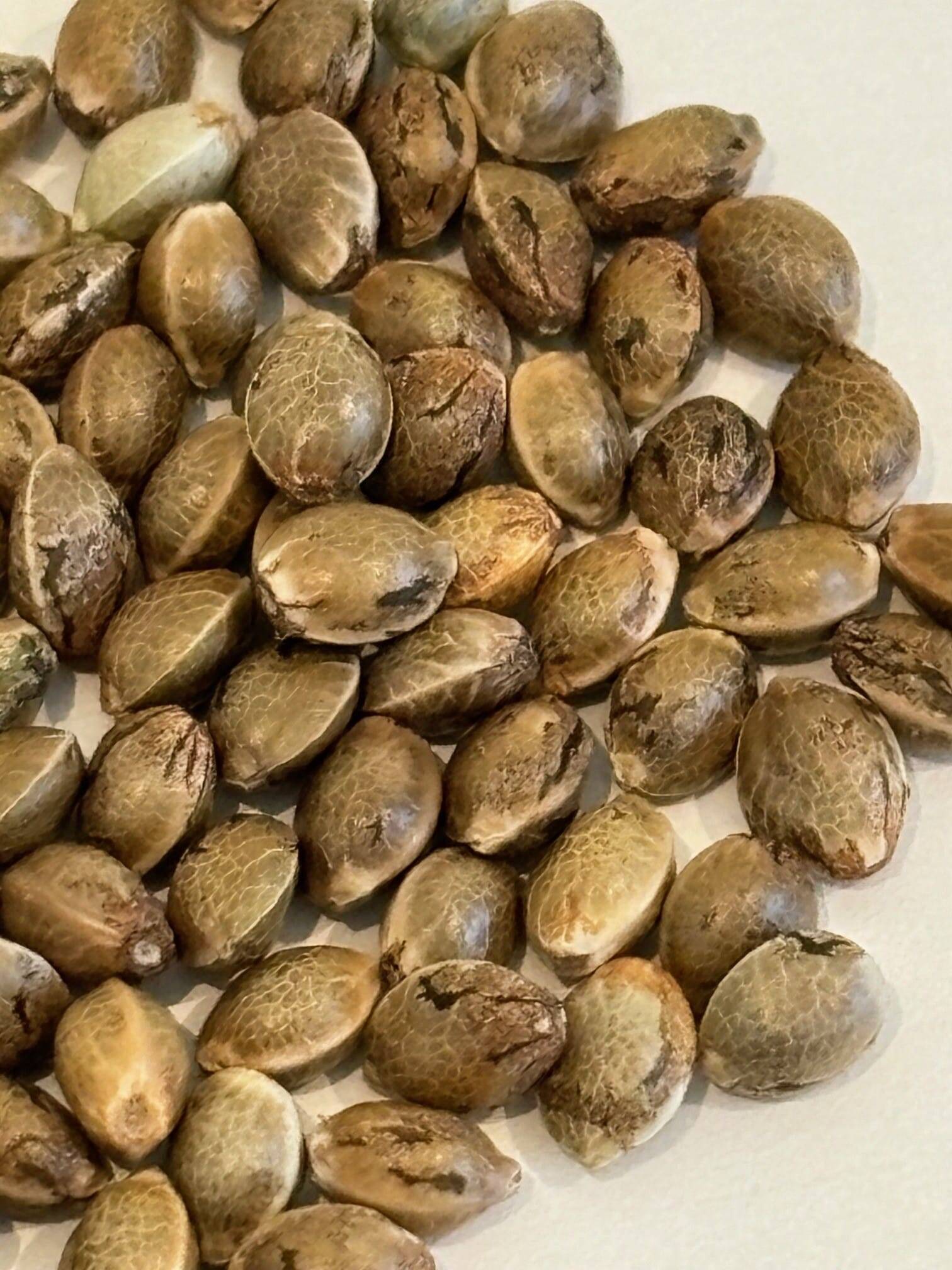 Mac 1 Feminized Cannabis Seeds | Cannabiz Seed Mac 1 Feminized Cannabis Seeds