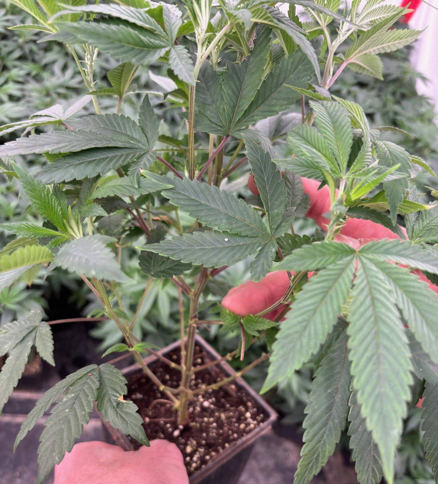 Purple Ghost Candy Feminized Teen | Cannabiz Seed Purple Ghost Candy Teen Phase in a Grow Room