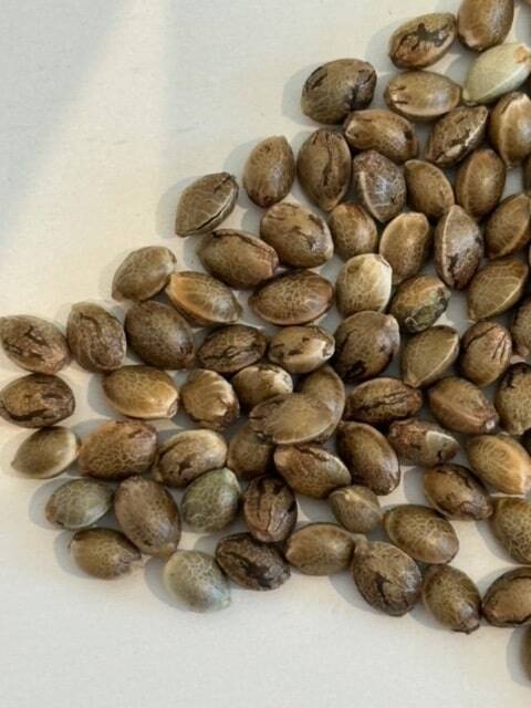 Purple Ghost Candy Image of Seeds | Cannabiz Seed Purple Ghost Candy Cannabis Seeds