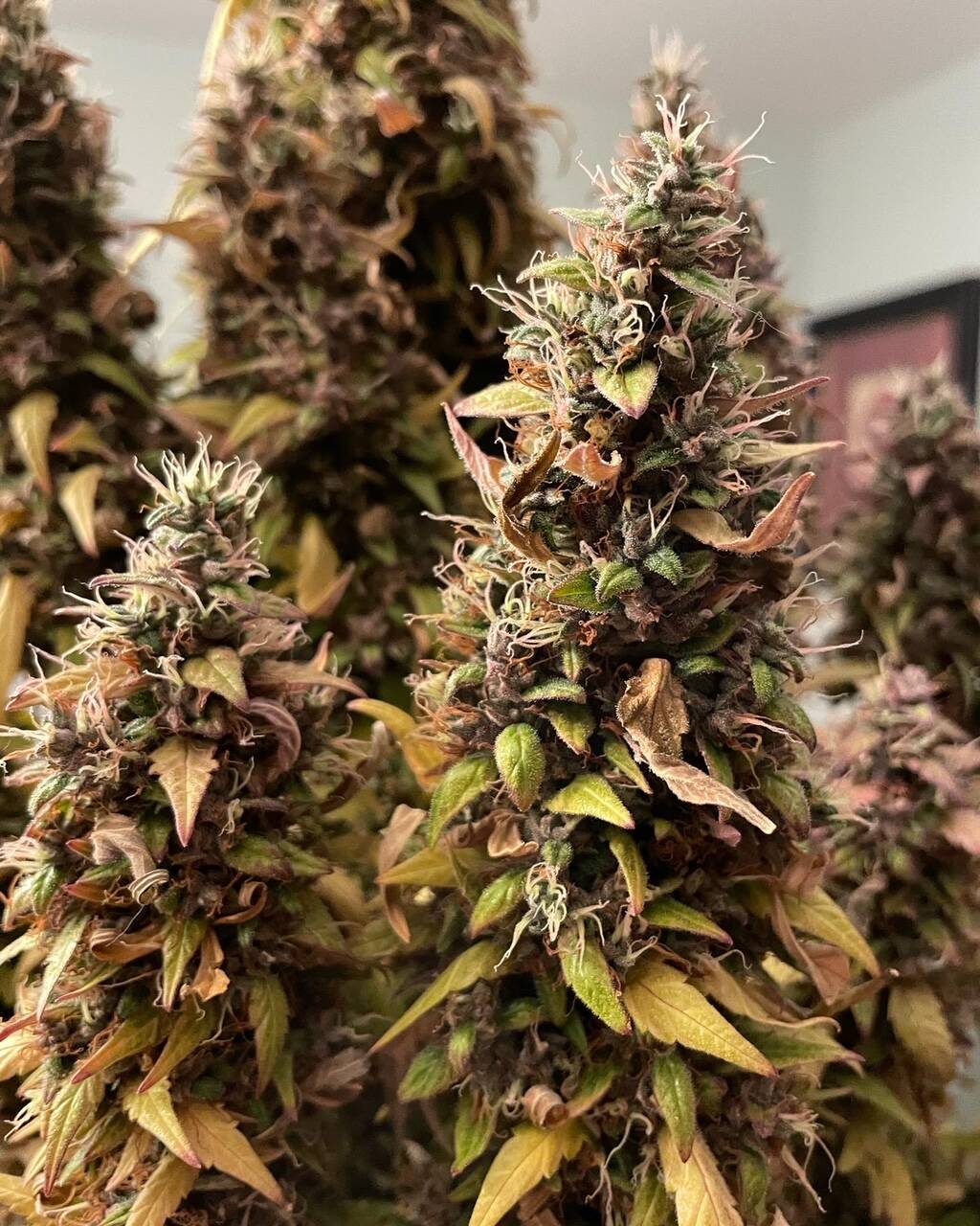 Red Congolese Autoflower Cannabis Plant | Cannabiz Seed Red Congolese Autoflower Cannabis Plant