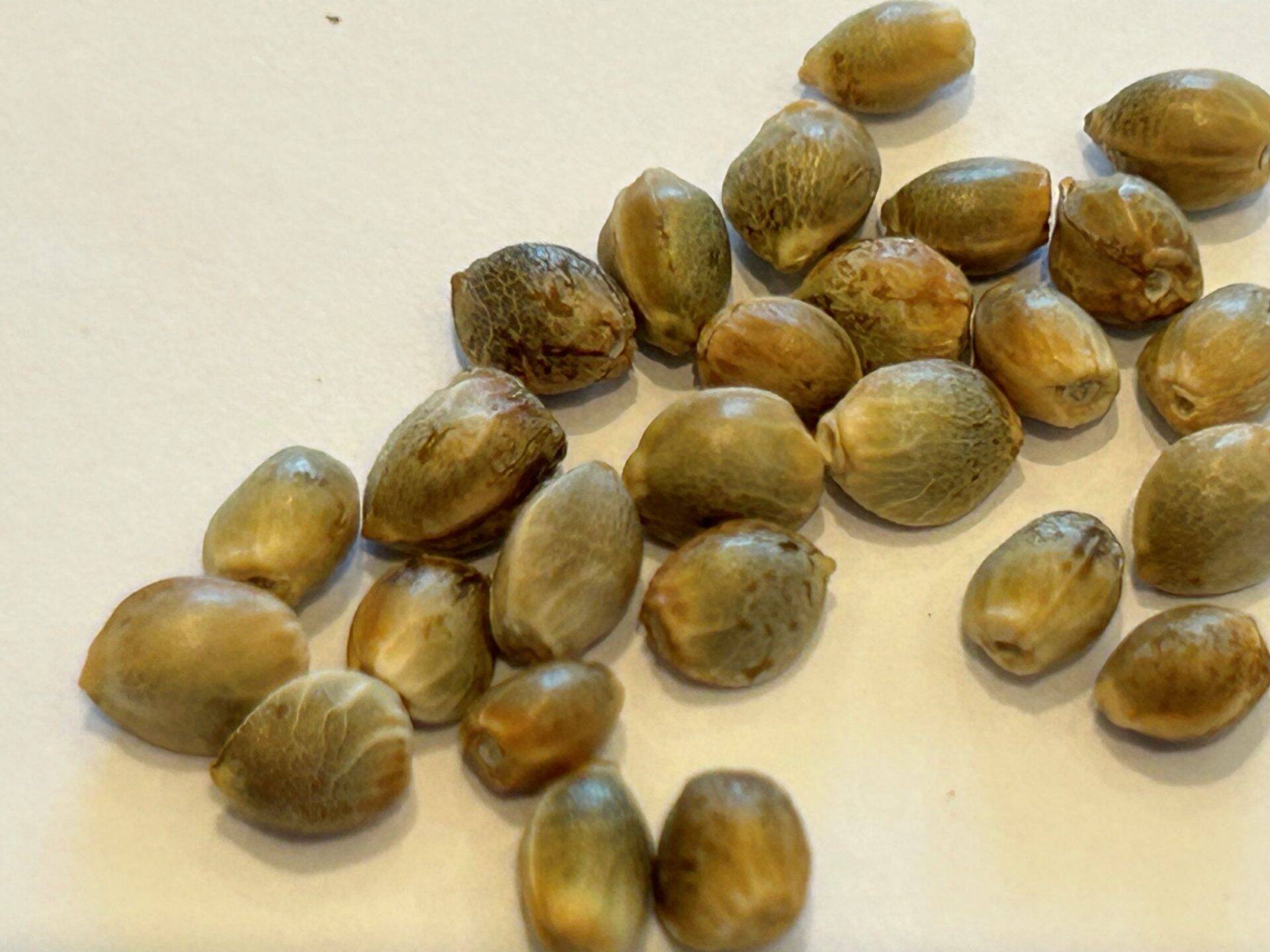 Ringo's Gift CBD Cannabis Seeds | Cannabiz Seed Ringo's Gift CBD Cannabis Seeds