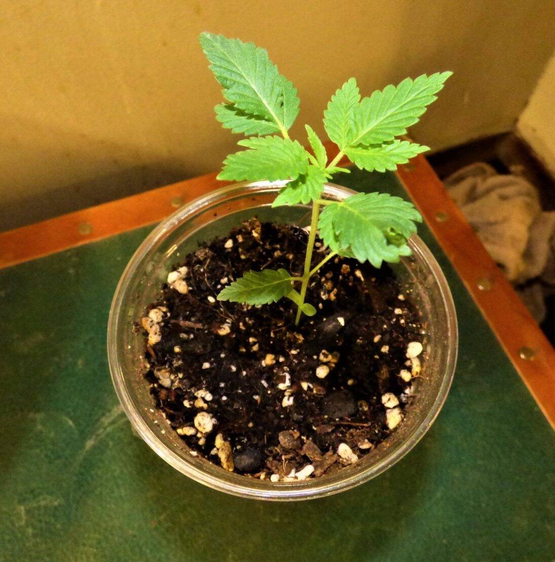 Moby Dick CBD Beginning Stages | Cannabiz Seed Moby Dick CBD Beginning Stages