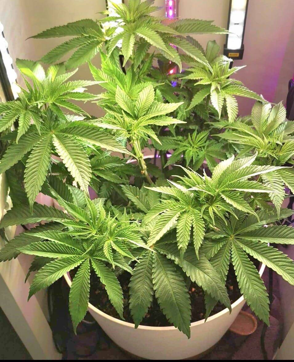 Honey OG Beginning Stages | Cannabiz Seed Honey OG Beginning Stages