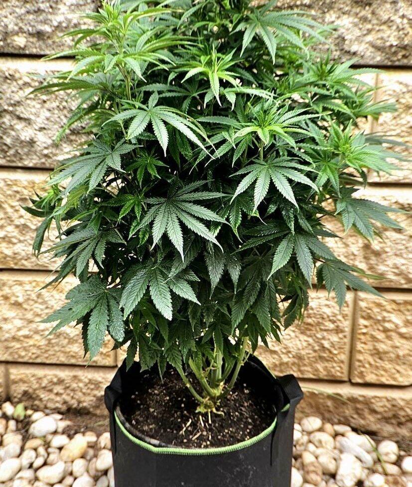 LA Confidential Feminized Beginning Stages | Cannabiz Seed LA Confidential Feminized Beginning Stages