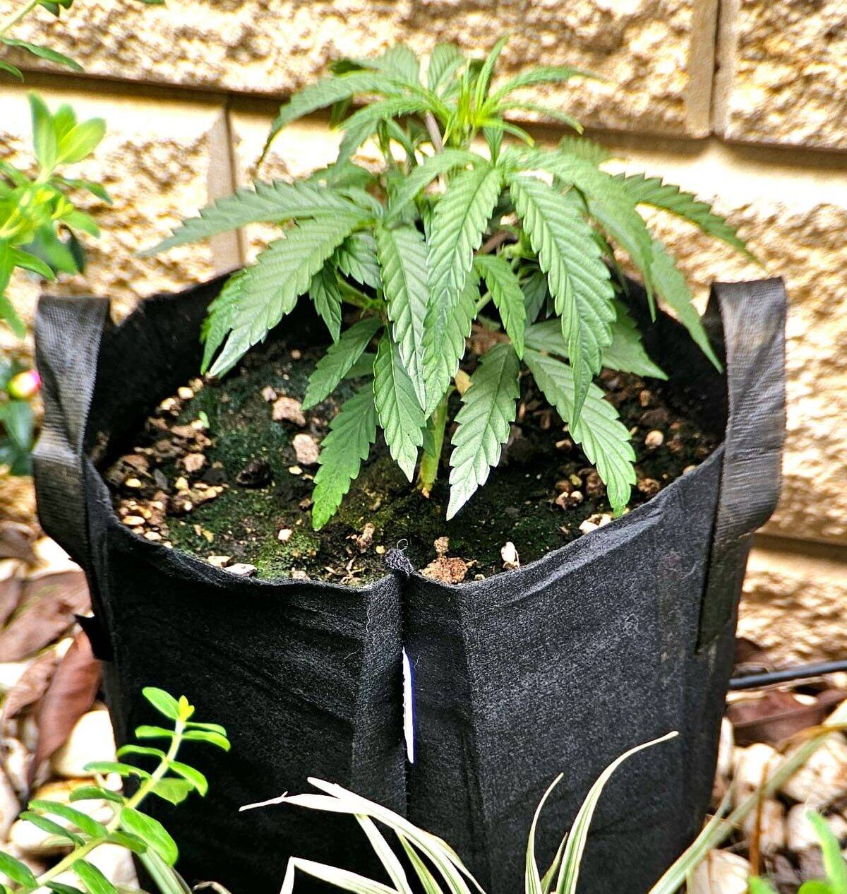 Alpine Star CBD Beginning Stages | Cannabiz Seed Alpine Star CBD Beginning Stages