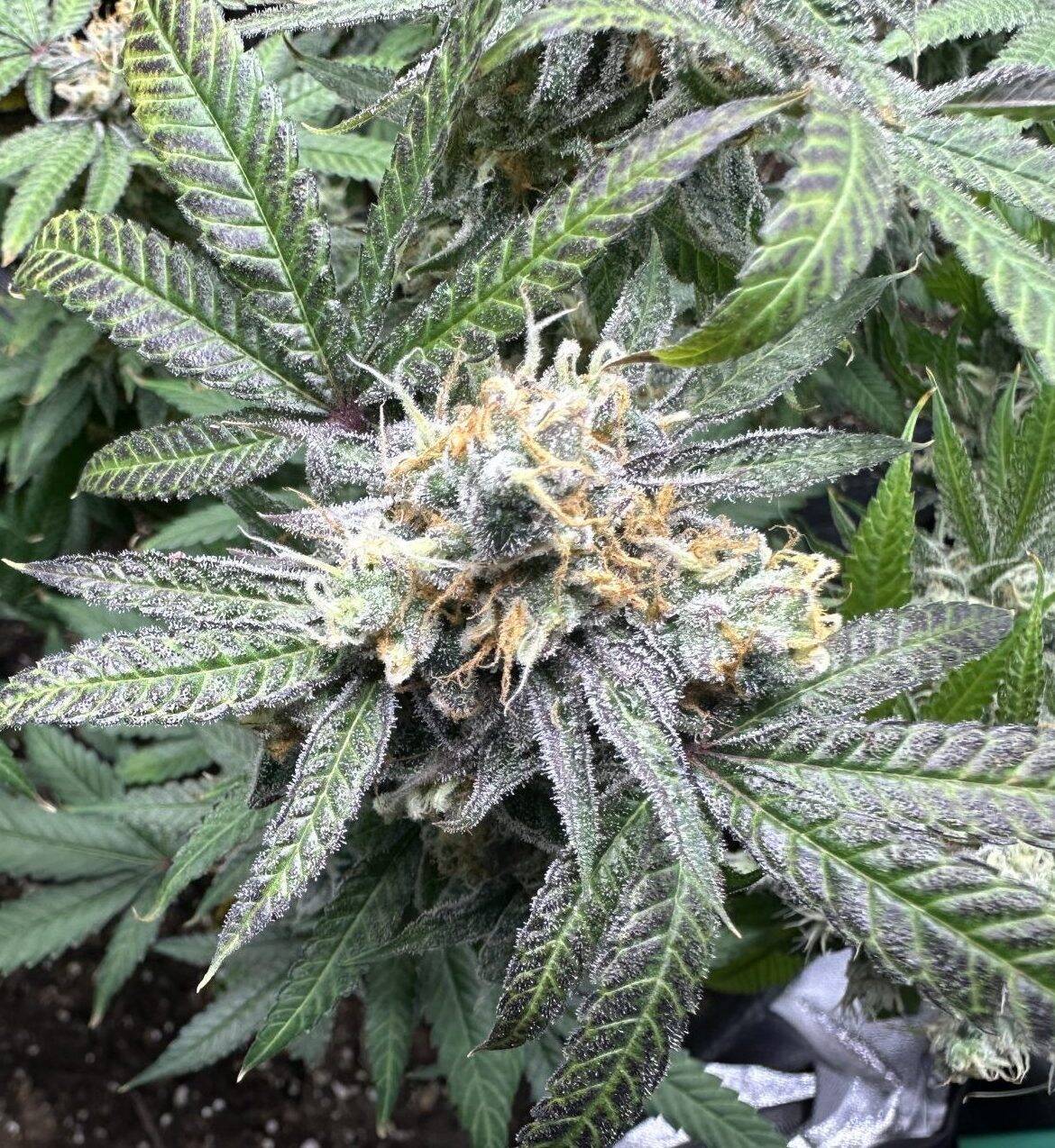 Black Jack Autoflower Cannabis Plant | Cannabiz Seed Black Jack Autoflower Cannabis Plant