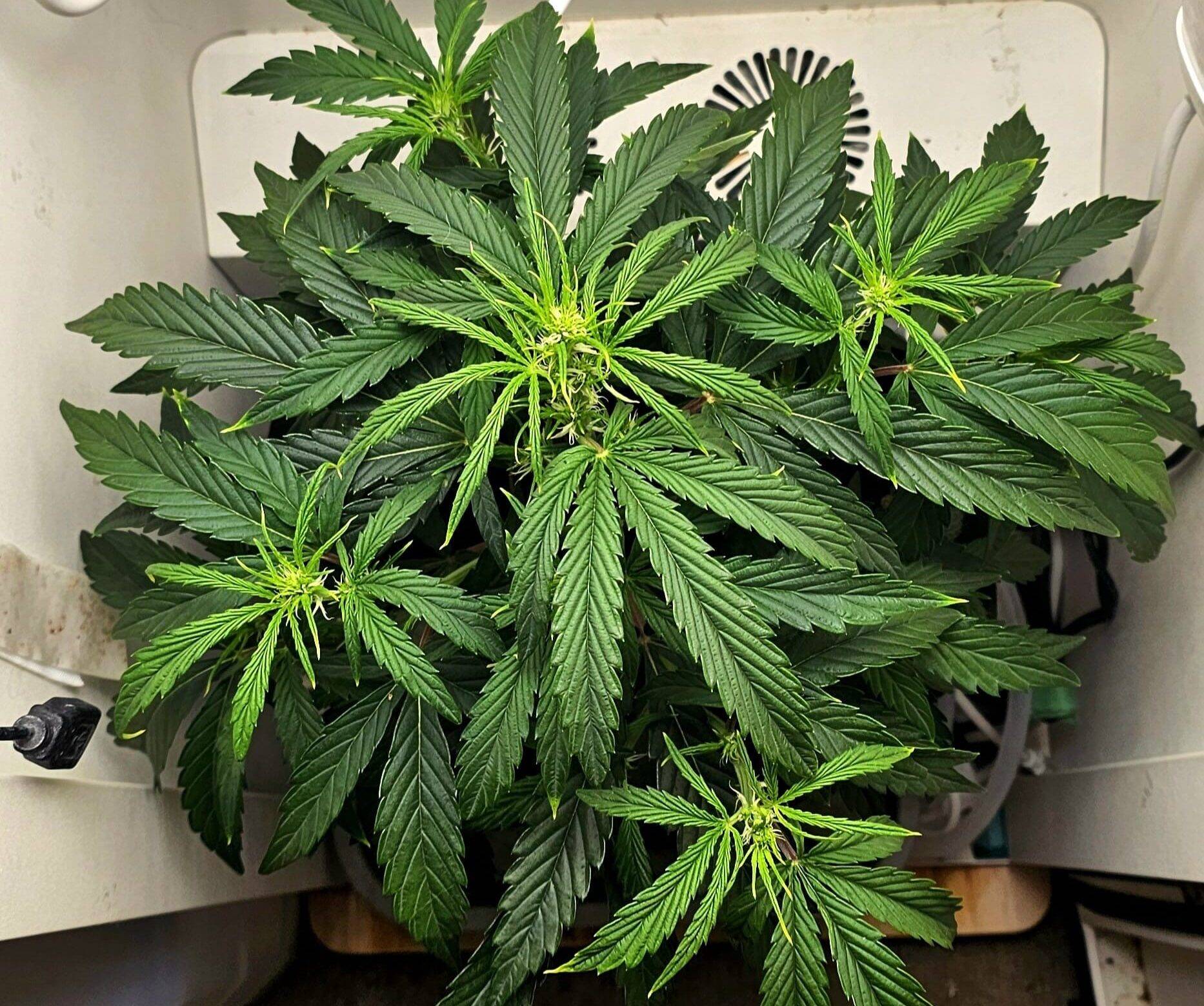 Afgooey Autoflower Beginning Stages | Cannabiz Seed Afgooey Autoflower Beginning Stages